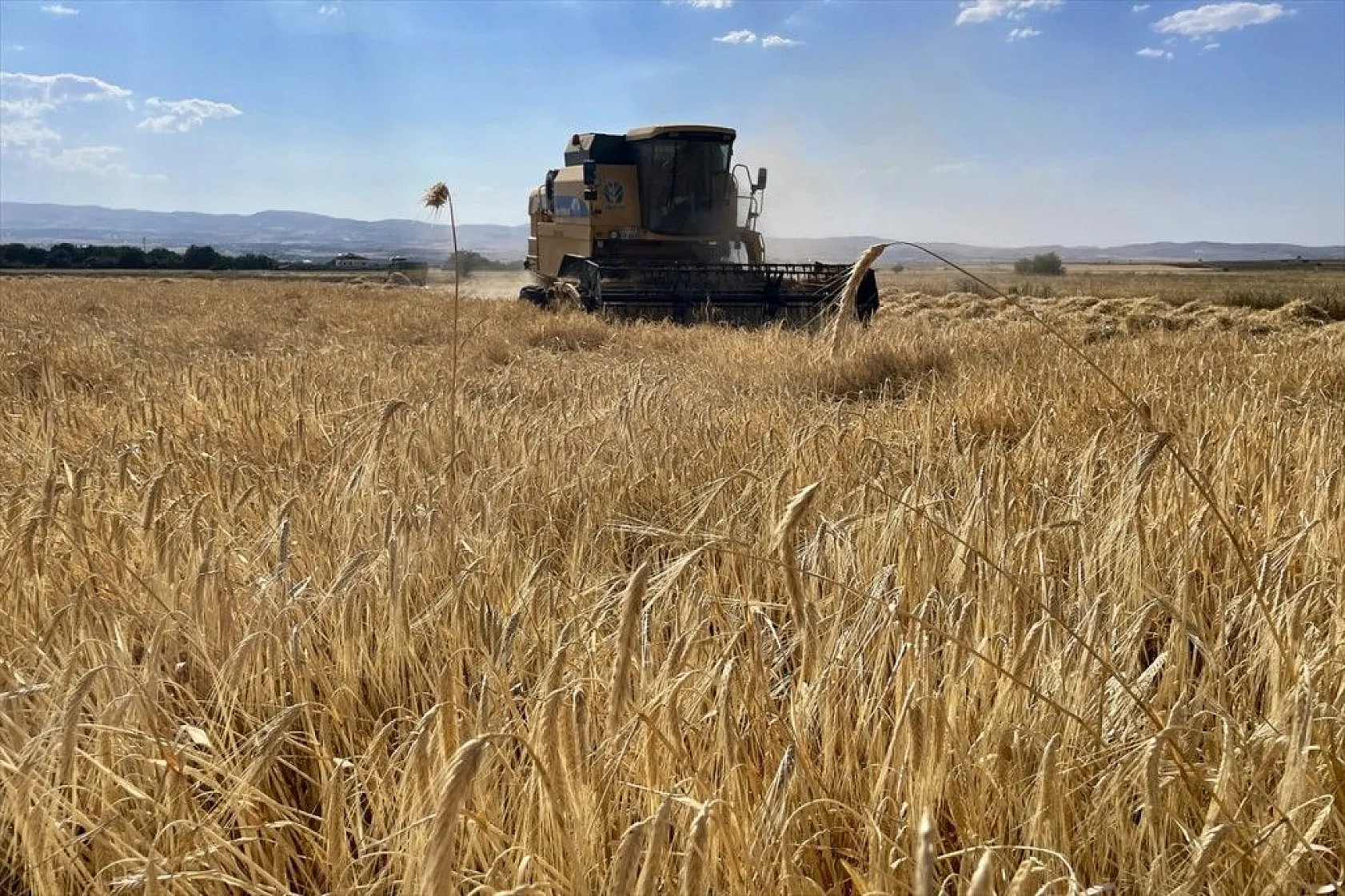 'Elazığ'da son yılların en yüksek arpa ve buğday rekoltesi bekleniyor'