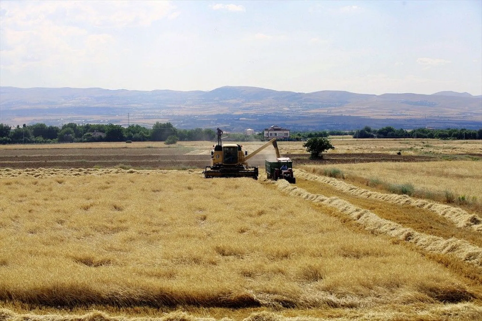 'Elazığ'da son yılların en yüksek arpa ve buğday rekoltesi bekleniyor'