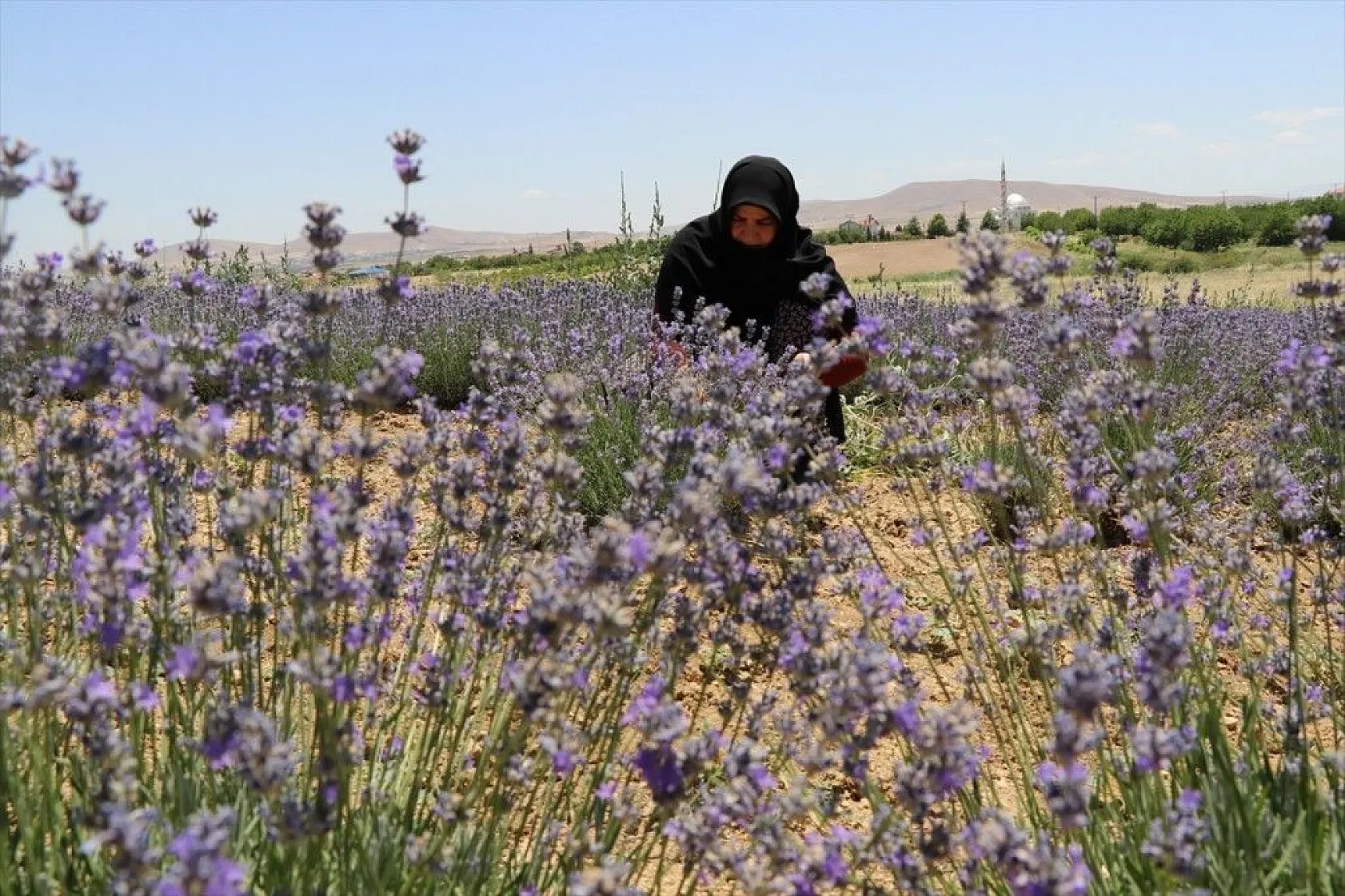 Elazığlı kadınlar lavanta üretiyor