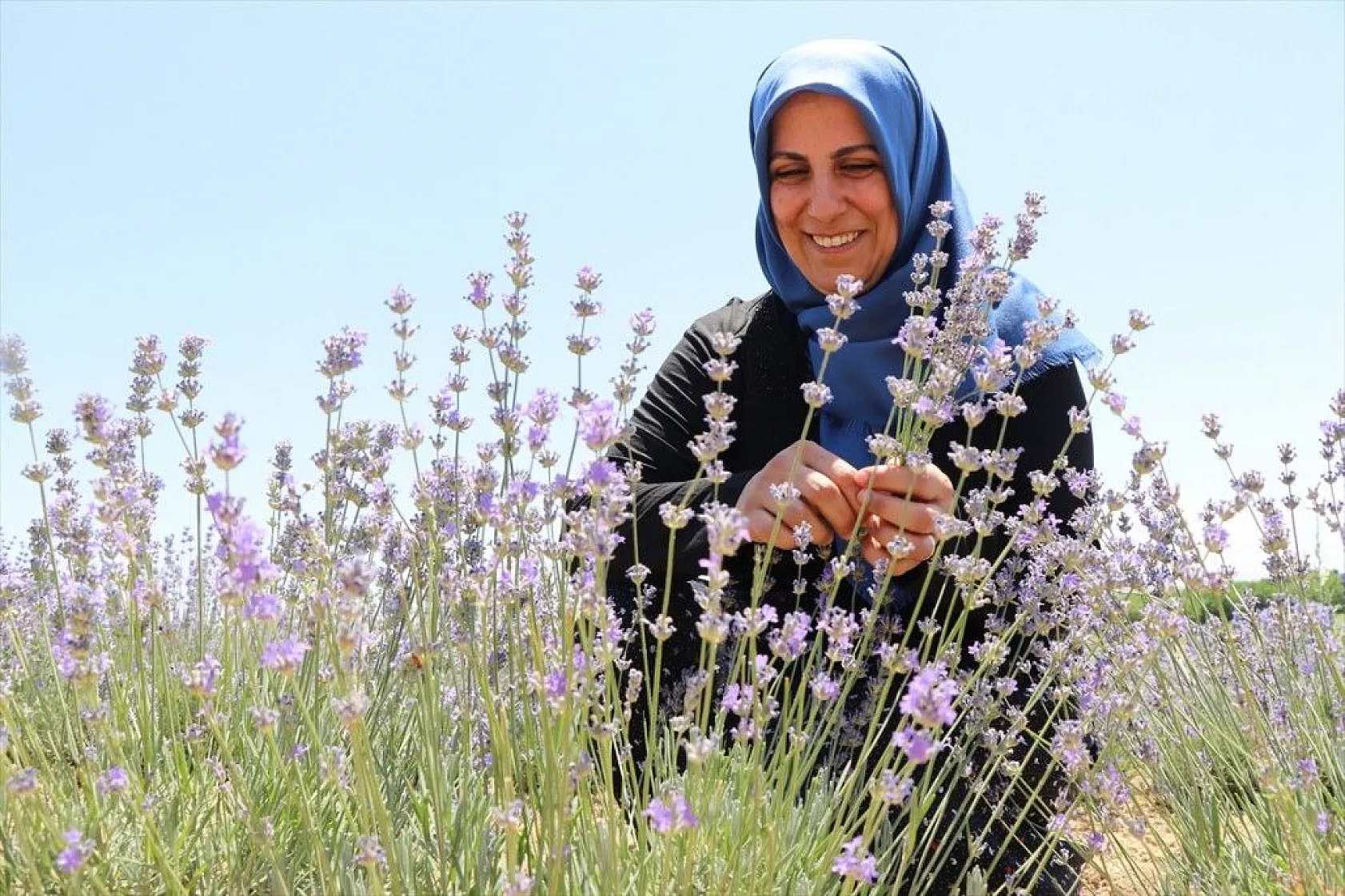 Elazığlı kadınlar lavanta üretiyor