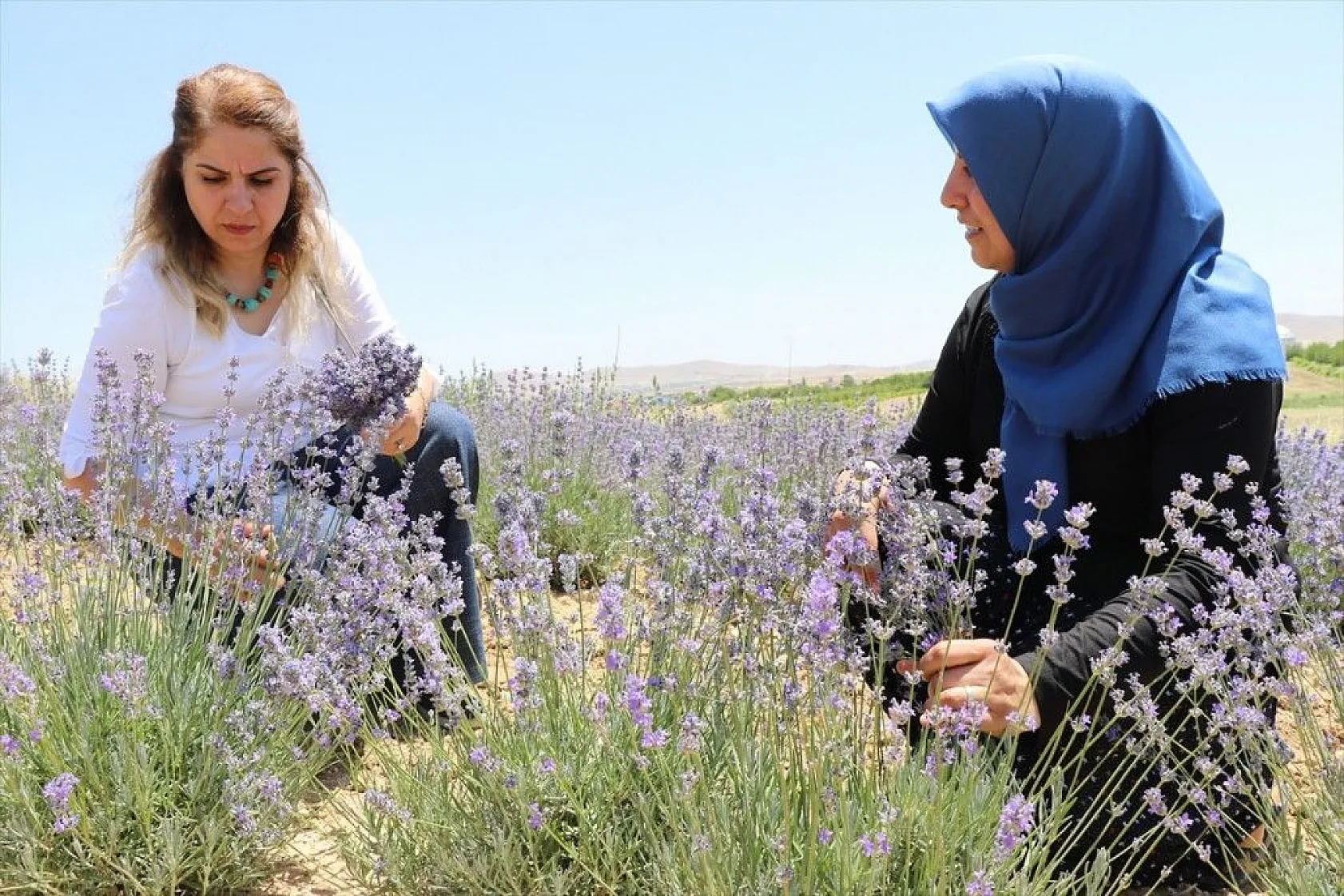 Elazığlı kadınlar lavanta üretiyor