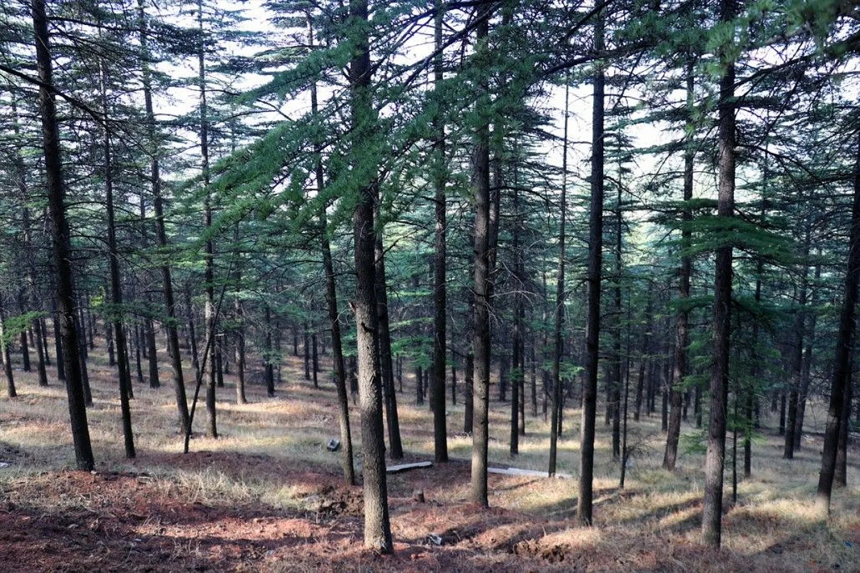 40 yıl önce dikilen fidanlar bozkırı ormana dönüştü