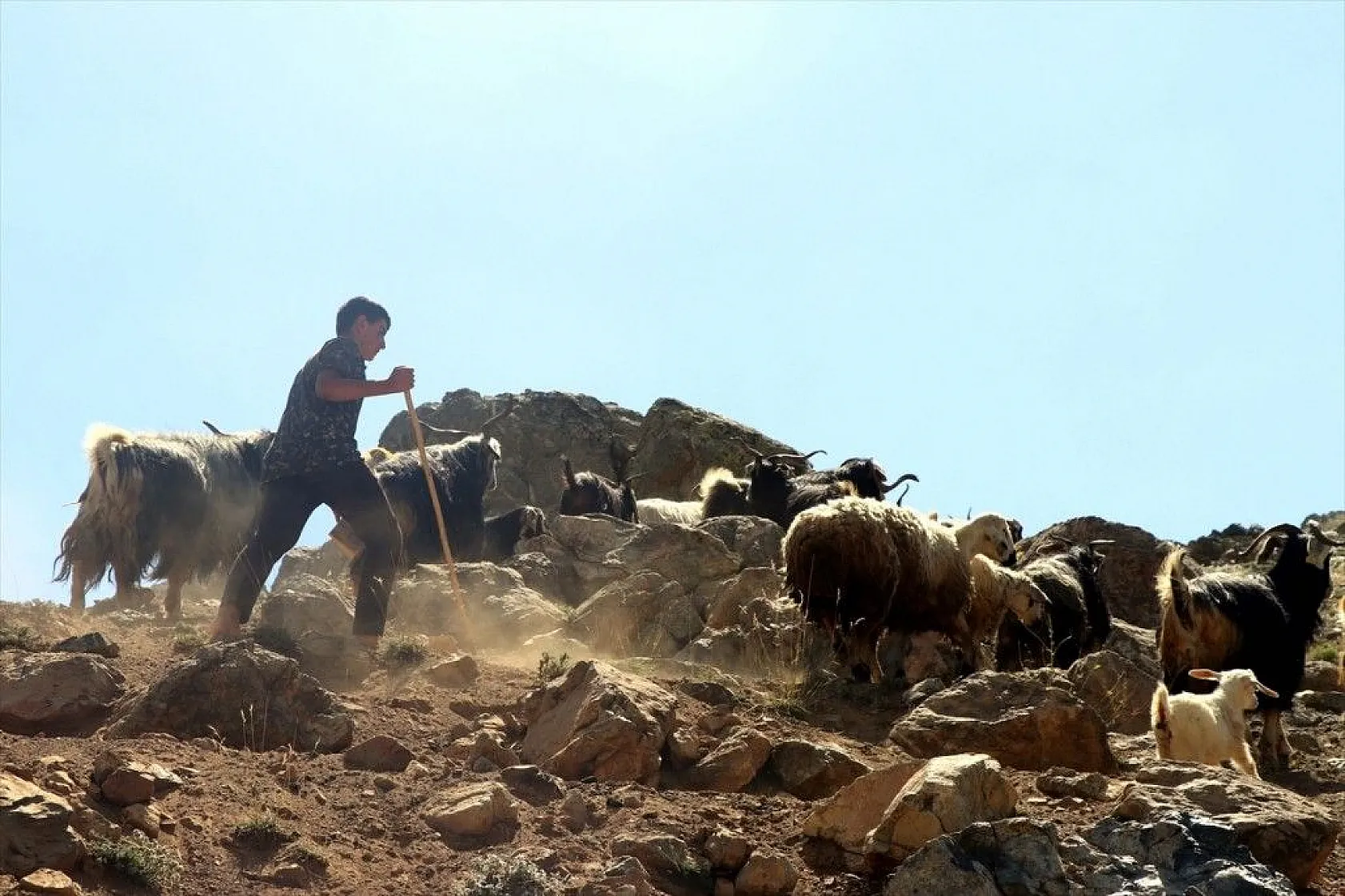 Yaylada keçi otlatarak hazırlandığı LGS sınavında 494 puan aldı