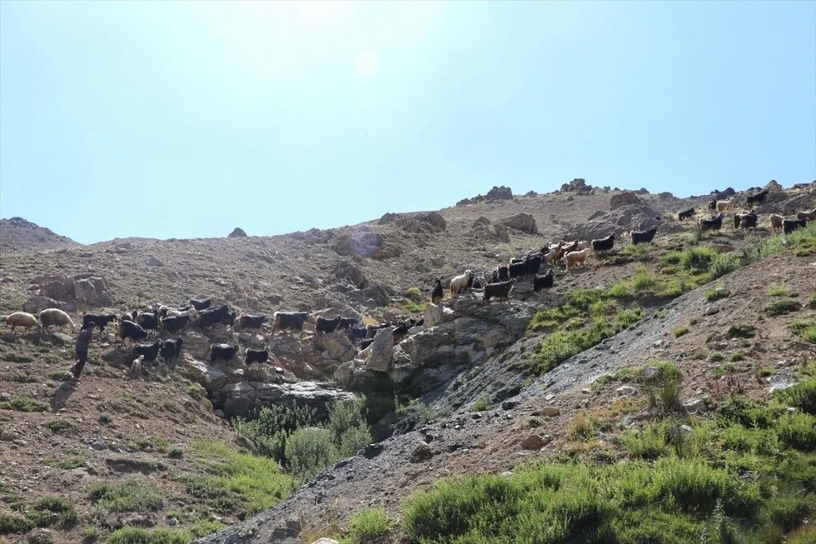 Yaylada keçi otlatarak hazırlandığı LGS sınavında 494 puan aldı