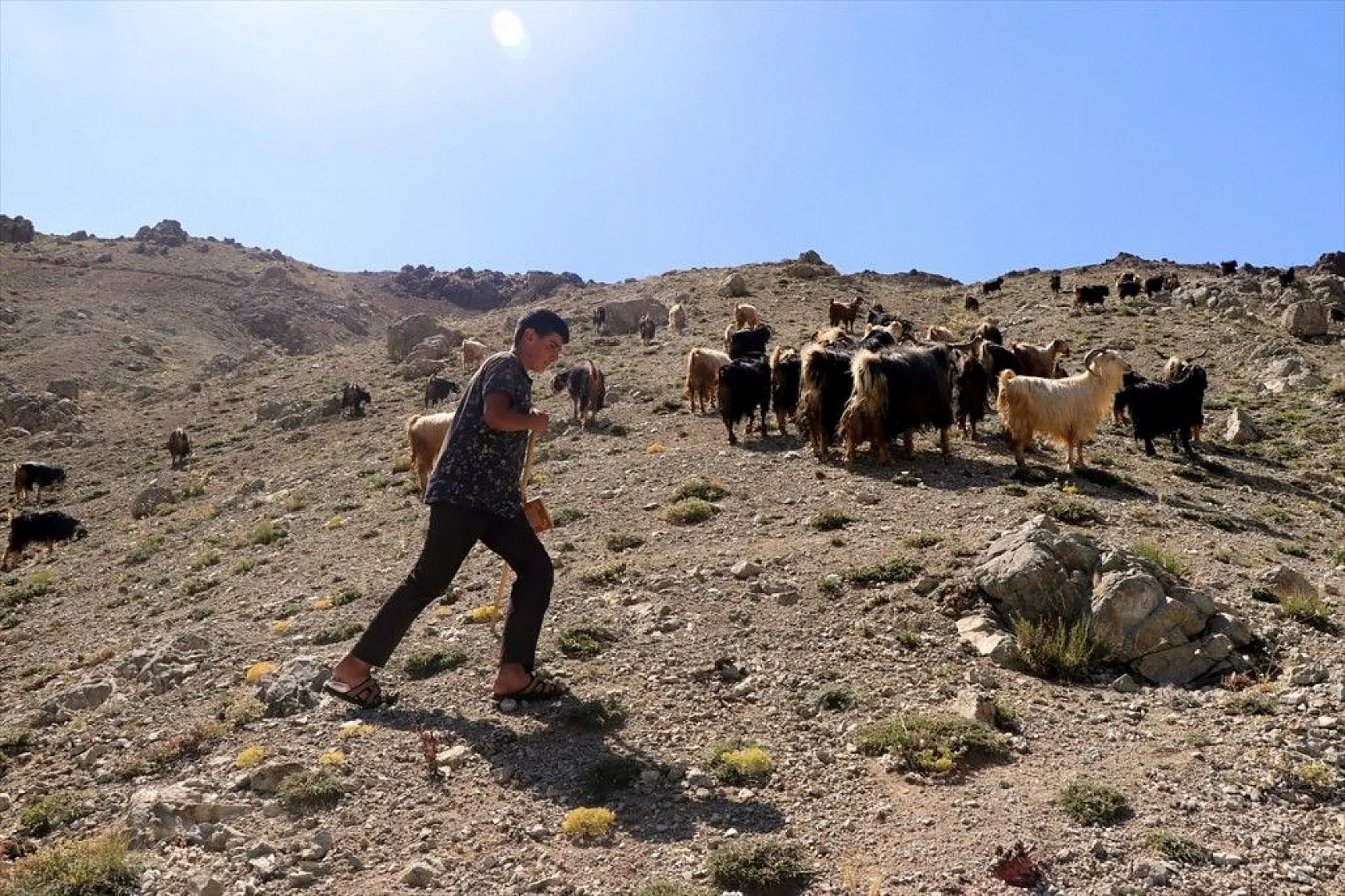Yaylada keçi otlatarak hazırlandığı LGS sınavında 494 puan aldı