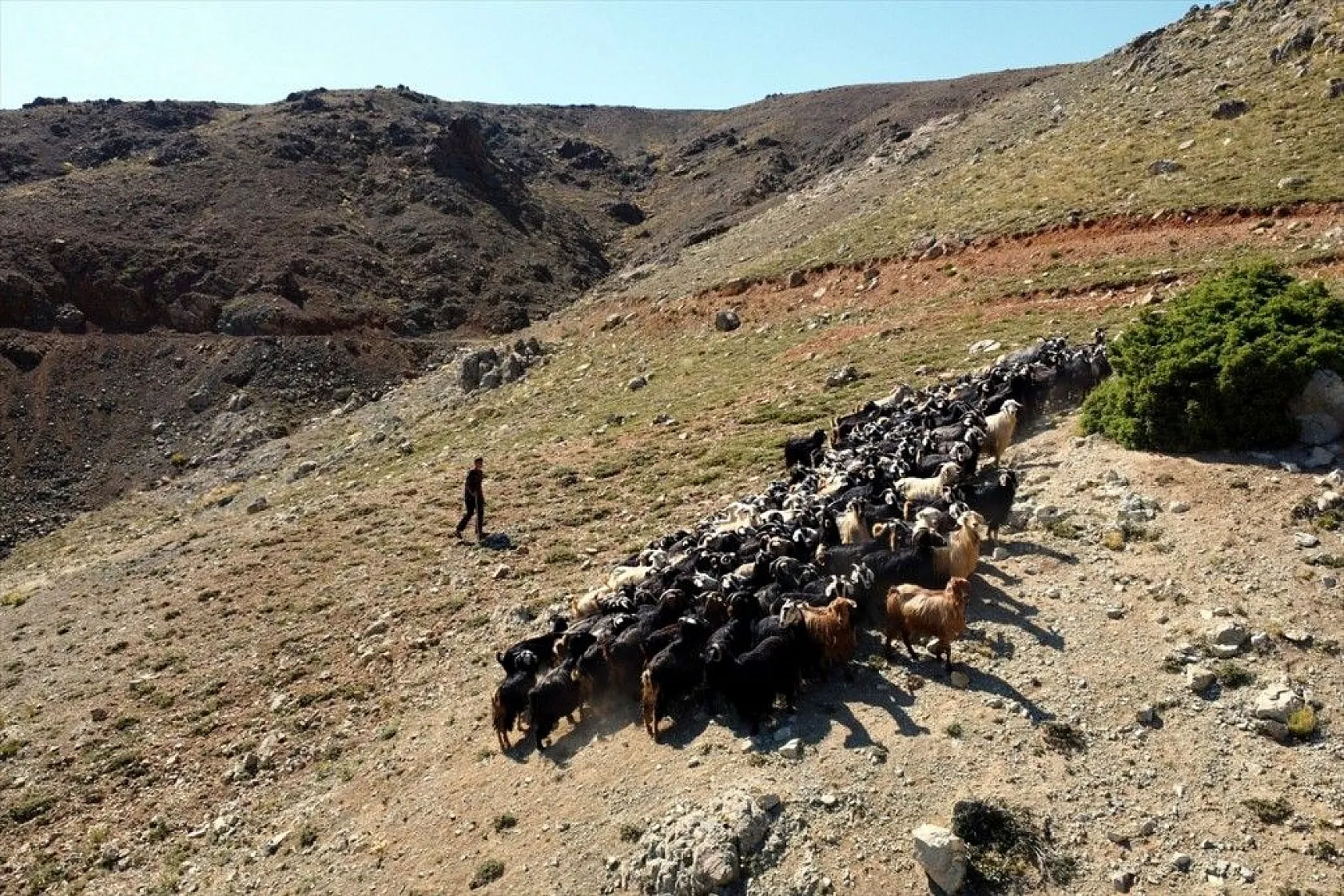 Yaylada keçi otlatarak hazırlandığı LGS sınavında 494 puan aldı