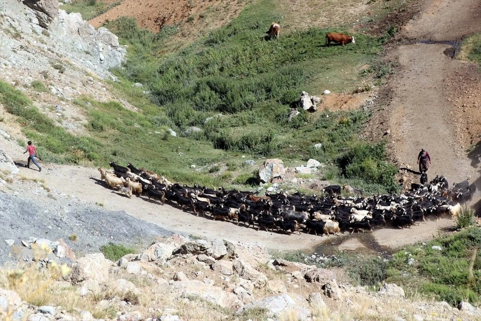 Yaylada keçi otlatarak hazırlandığı LGS sınavında 494 puan aldı