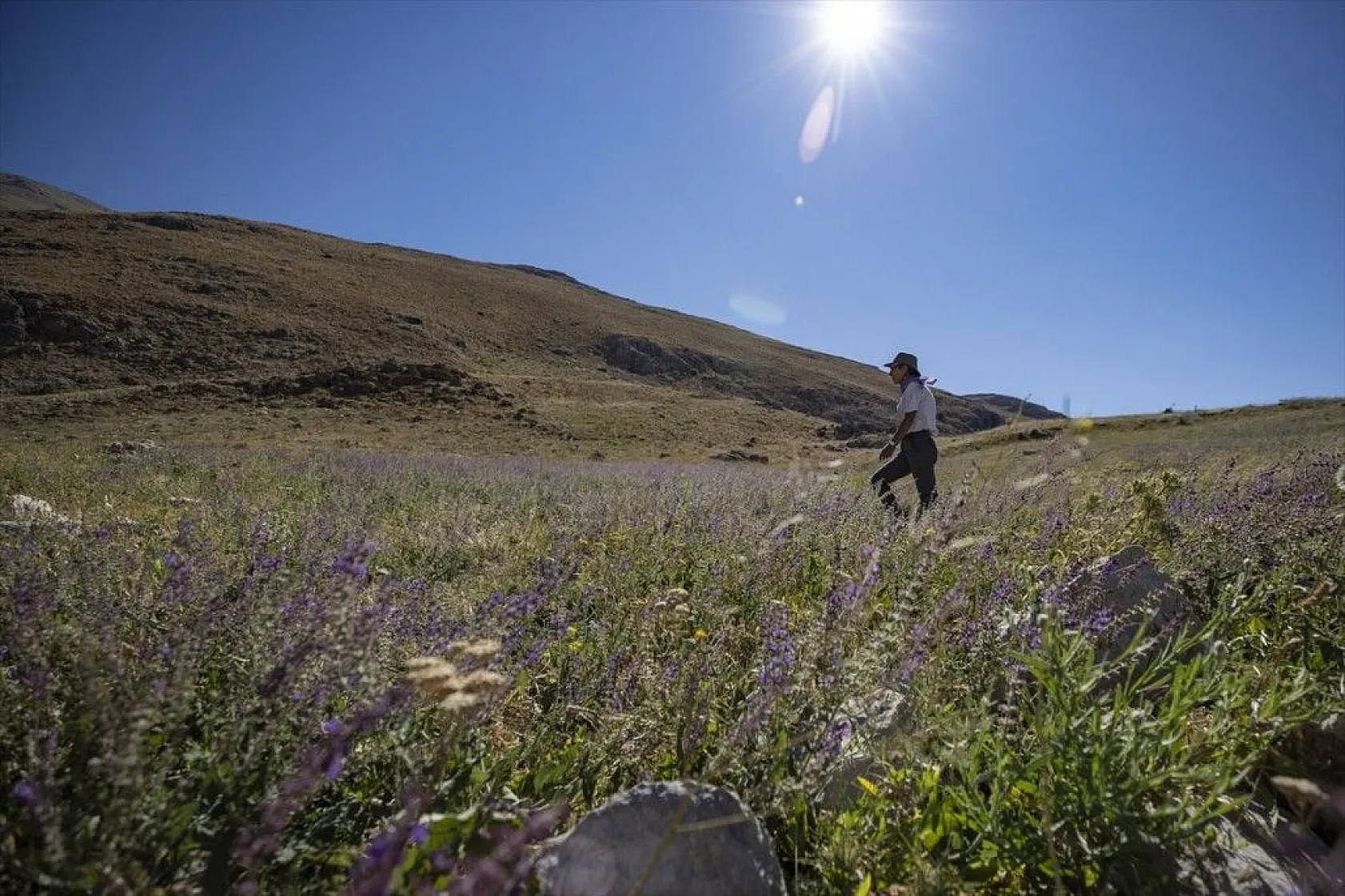 Tunceli'nin zengin florası kayıt altına alınıyor