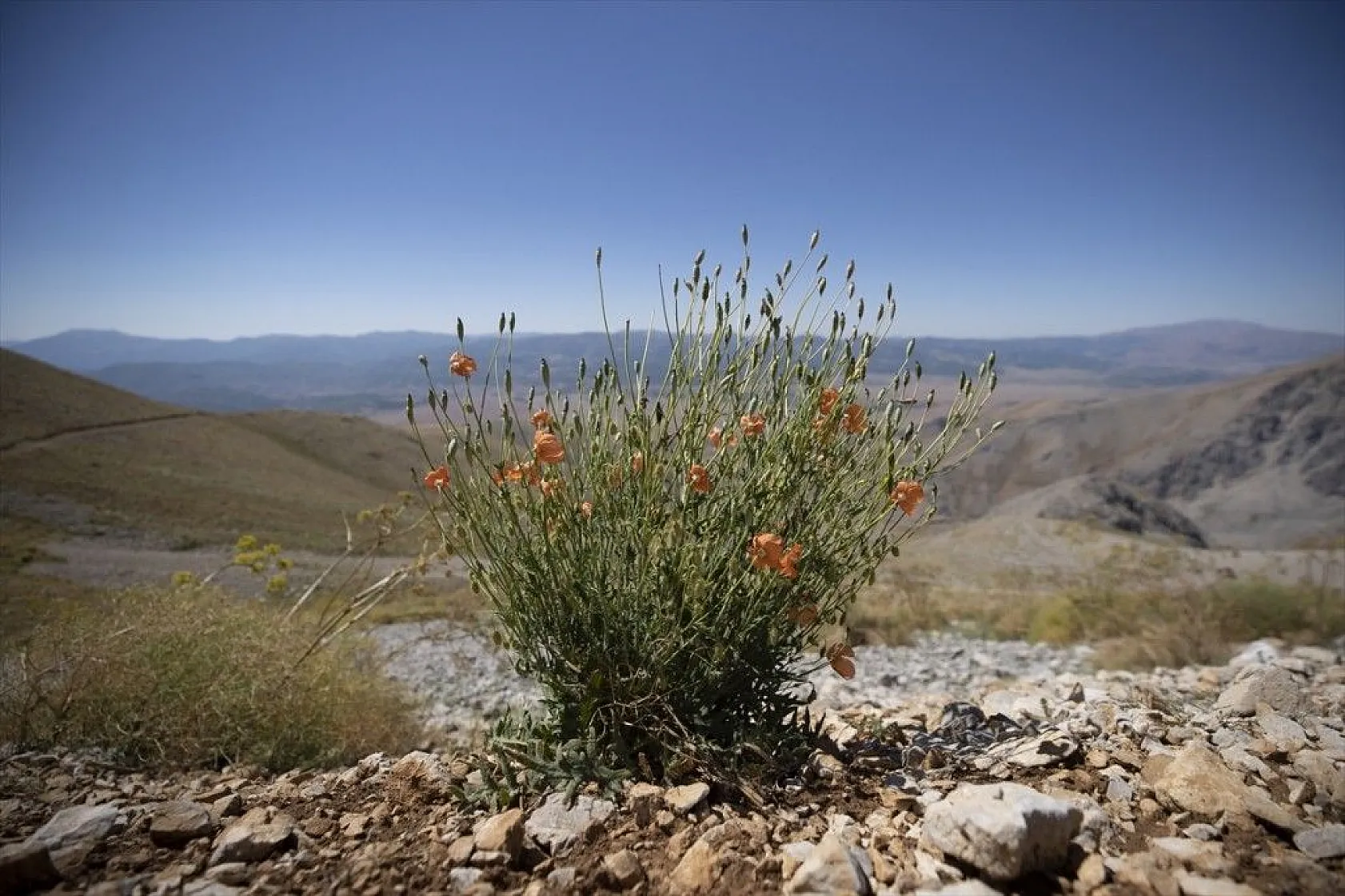 Tunceli'nin zengin florası kayıt altına alınıyor
