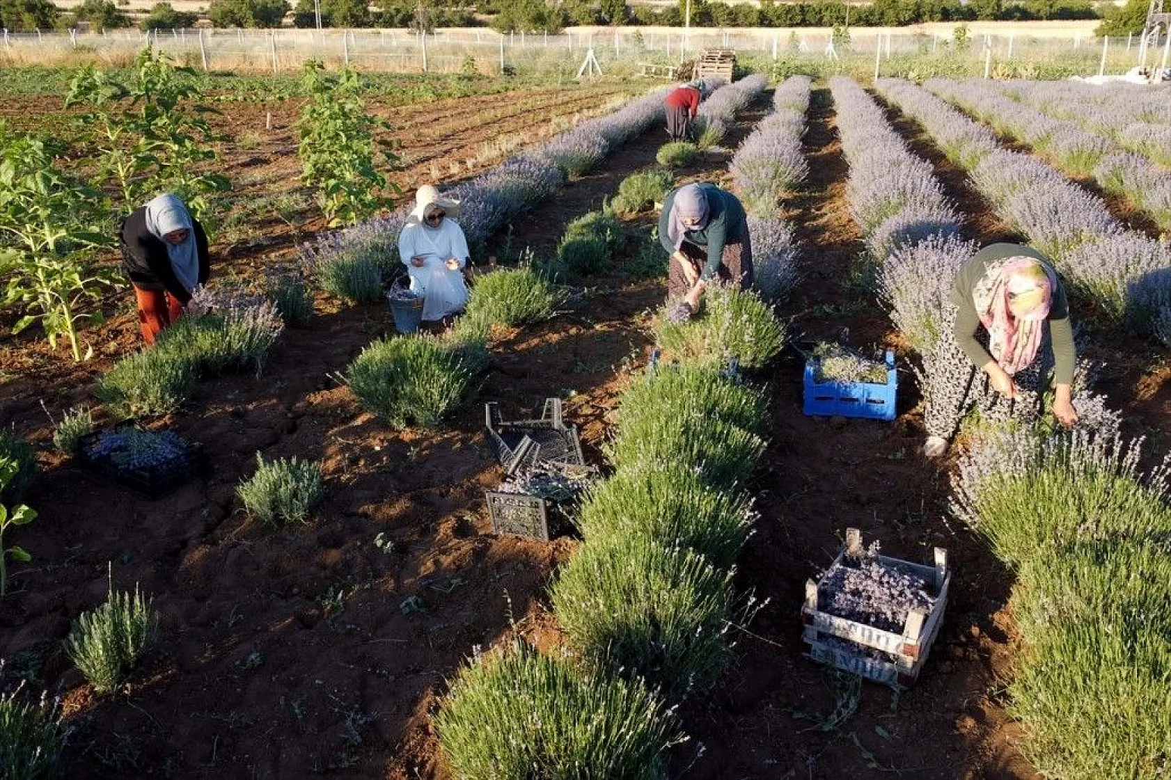 Elazığlı kadın girişimci, atıl araziyi lavanta bahçesine dönüştürdü