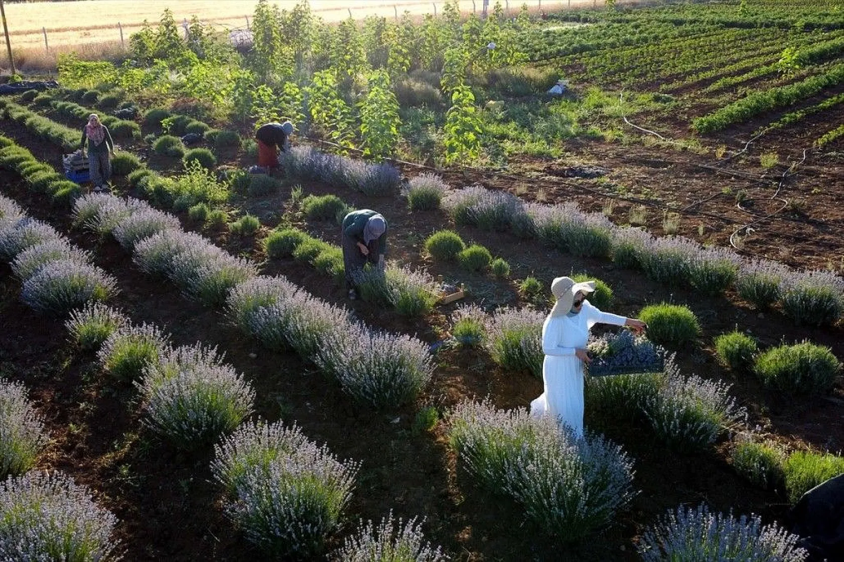 Elazığlı kadın girişimci, atıl araziyi lavanta bahçesine dönüştürdü