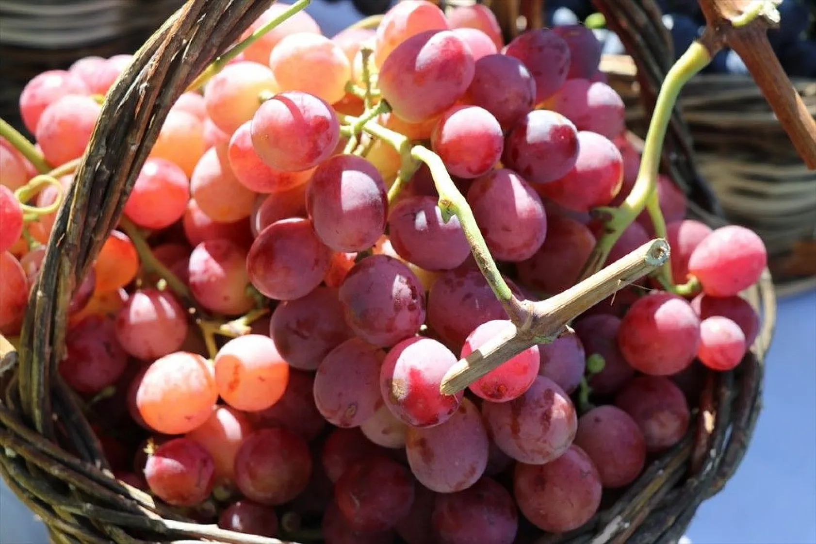 '17. Geleneksel Üzüm Festivali ve Bağ Bozumu' etkinliği yapıldı