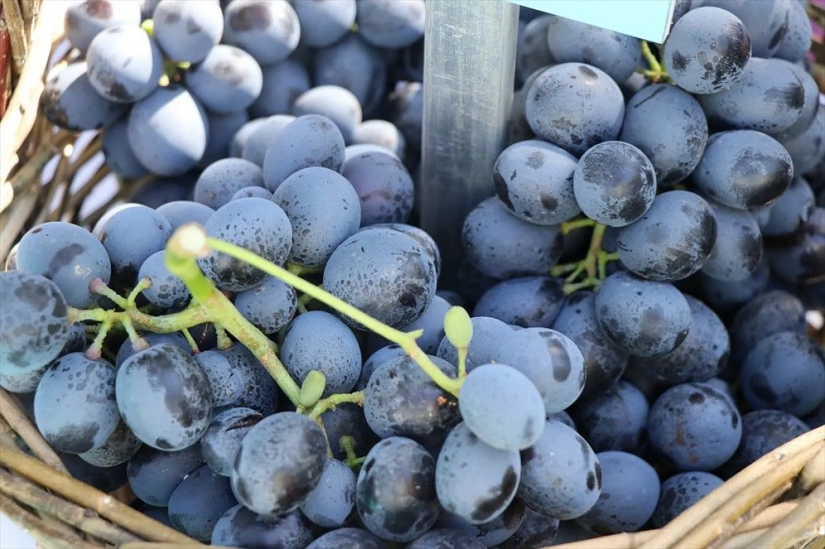 '17. Geleneksel Üzüm Festivali ve Bağ Bozumu' etkinliği yapıldı