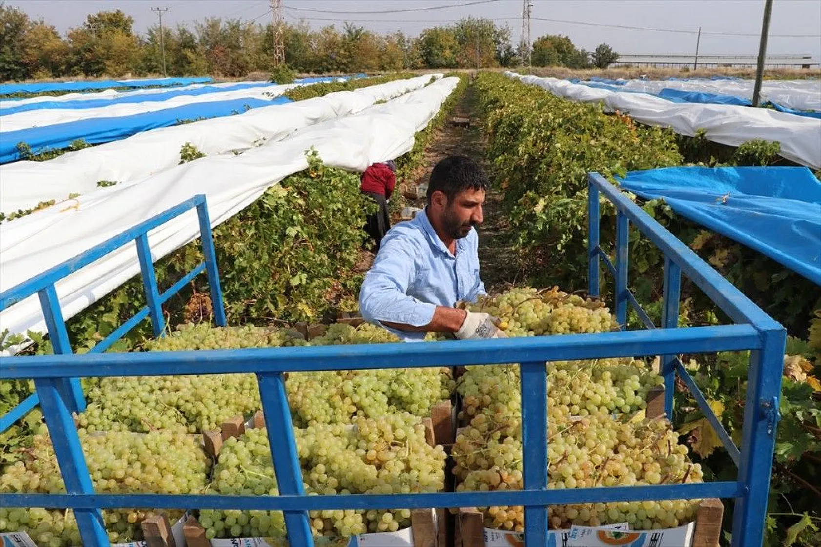 Elazığ'da üzüm bağları mavi beyaz örtüyle kaplandı