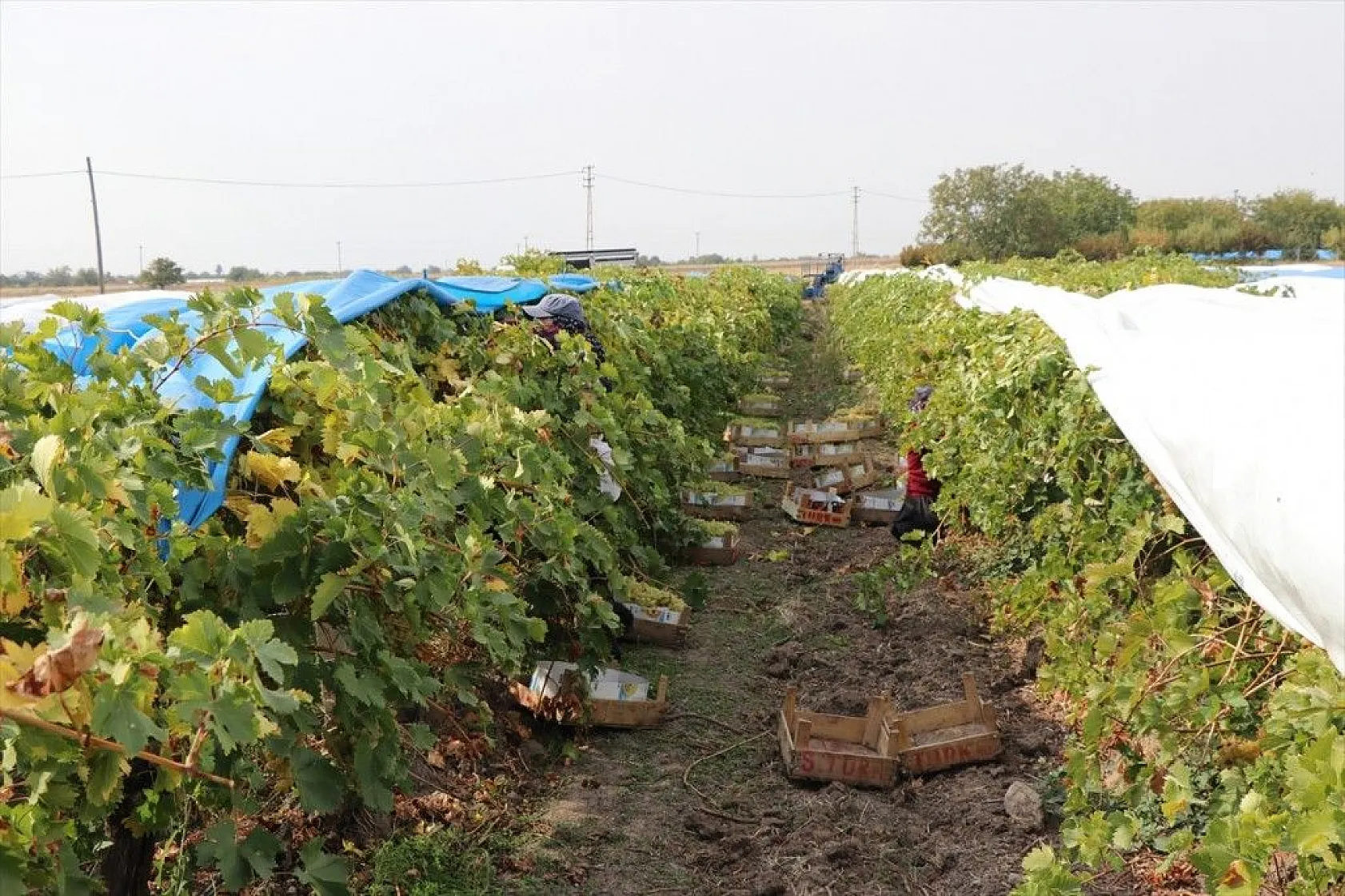 Elazığ'da üzüm bağları mavi beyaz örtüyle kaplandı