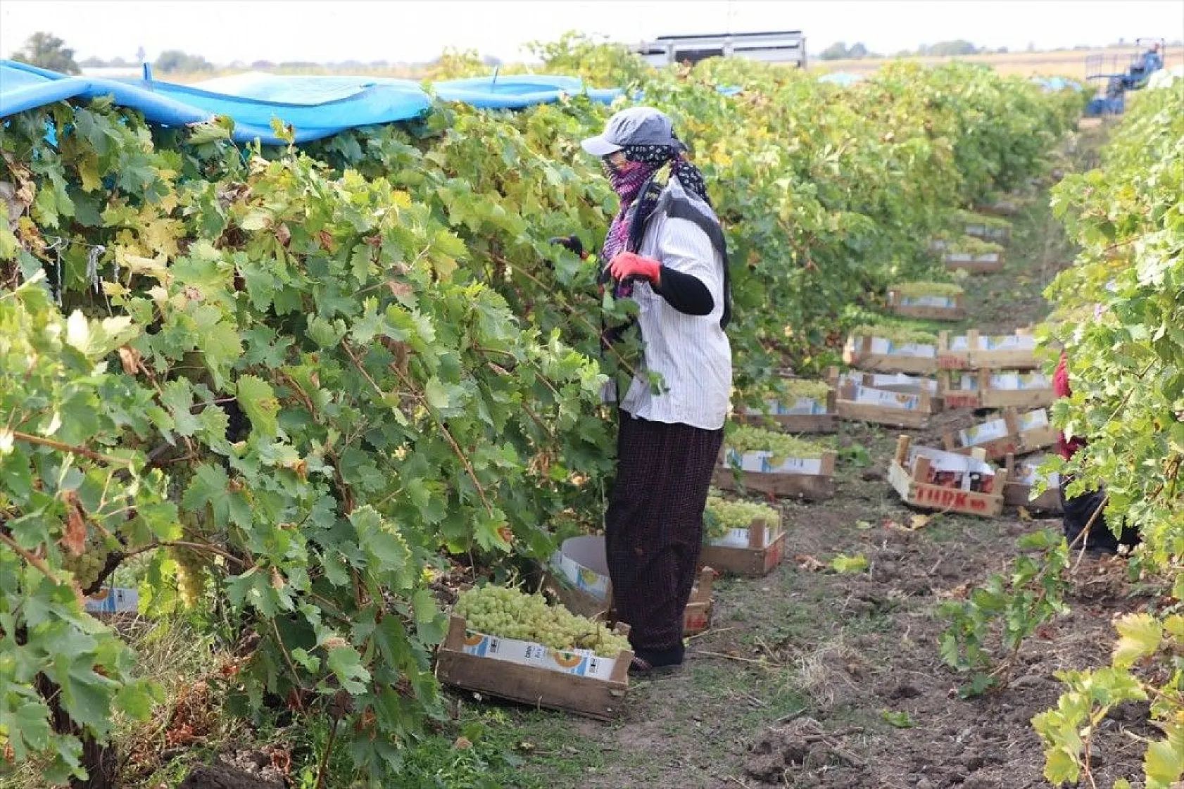Elazığ'da üzüm bağları mavi beyaz örtüyle kaplandı