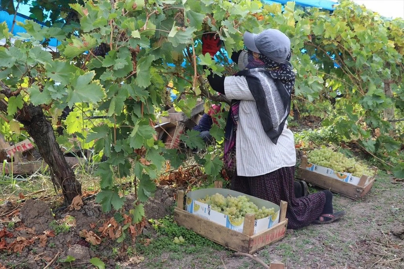 Elazığ'da üzüm bağları mavi beyaz örtüyle kaplandı