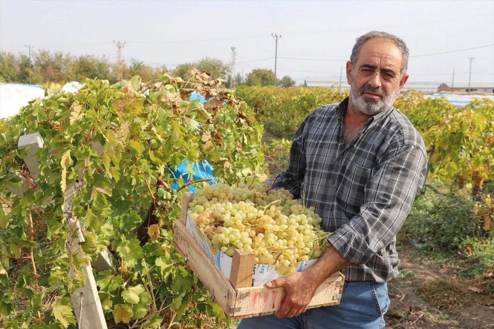 Elazığ'da üzüm bağları mavi beyaz örtüyle kaplandı