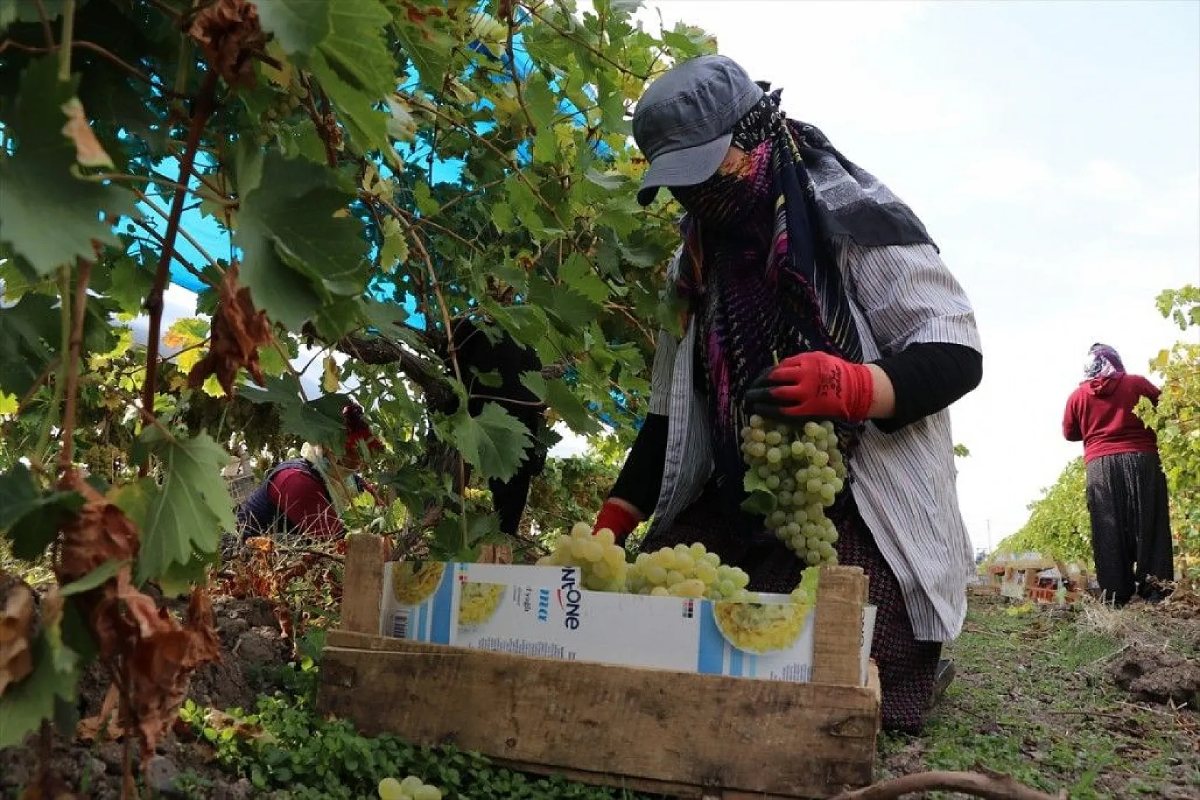 Elazığ'da üzüm bağları mavi beyaz örtüyle kaplandı