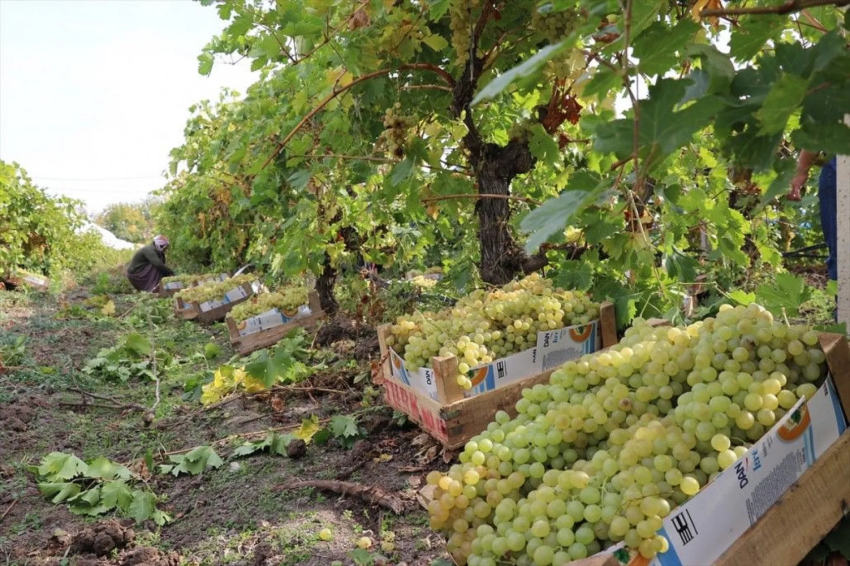 Elazığ'da üzüm bağları mavi beyaz örtüyle kaplandı