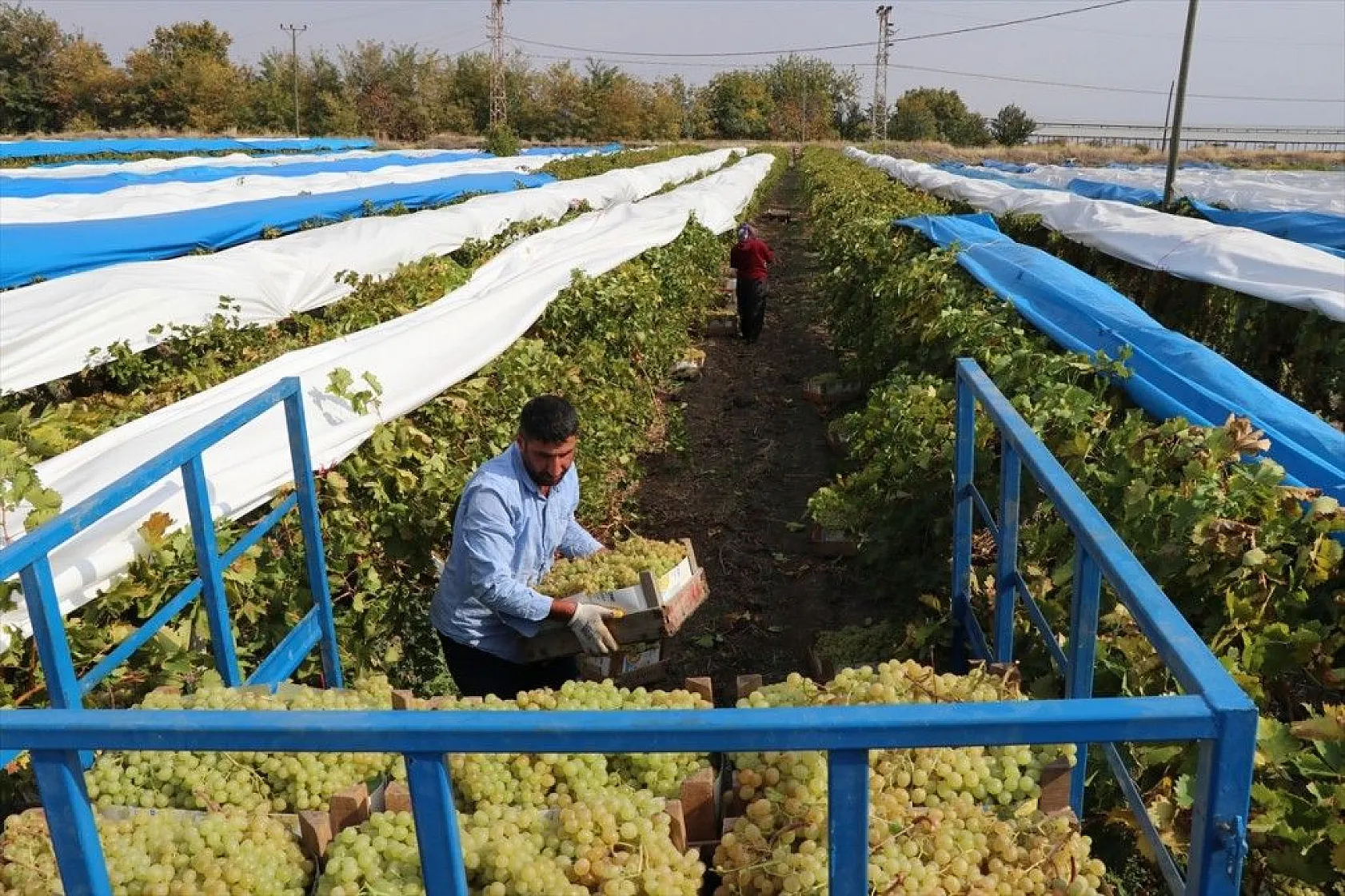 Elazığ'da üzüm bağları mavi beyaz örtüyle kaplandı