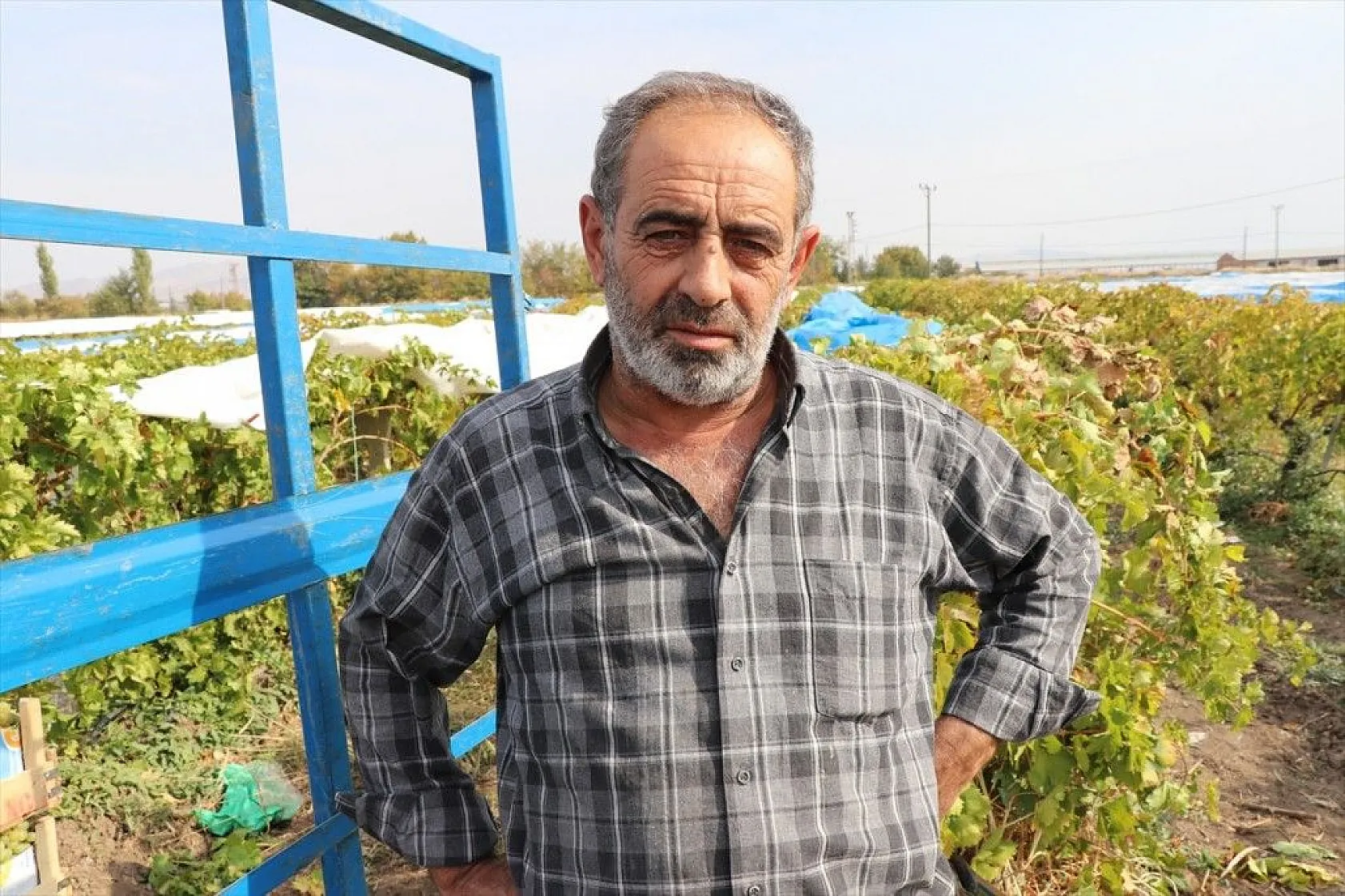 Elazığ'da üzüm bağları mavi beyaz örtüyle kaplandı