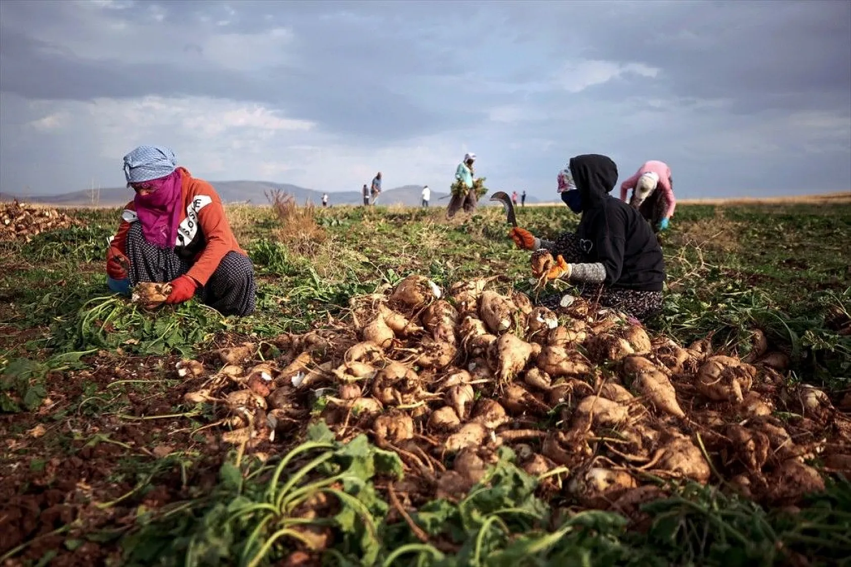 Elazığlı çiftçiler sulu tarımla ürün çeşitliliğini çoğalttı