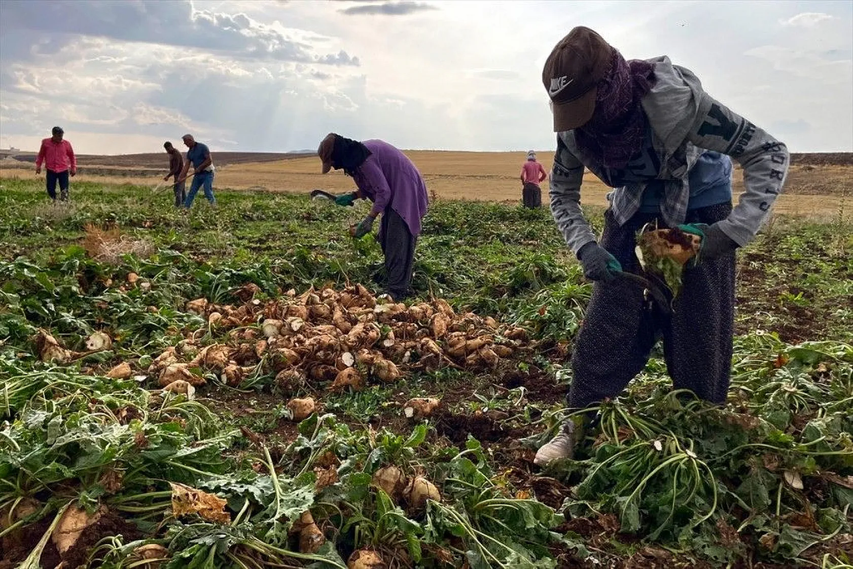 Elazığlı çiftçiler sulu tarımla ürün çeşitliliğini çoğalttı