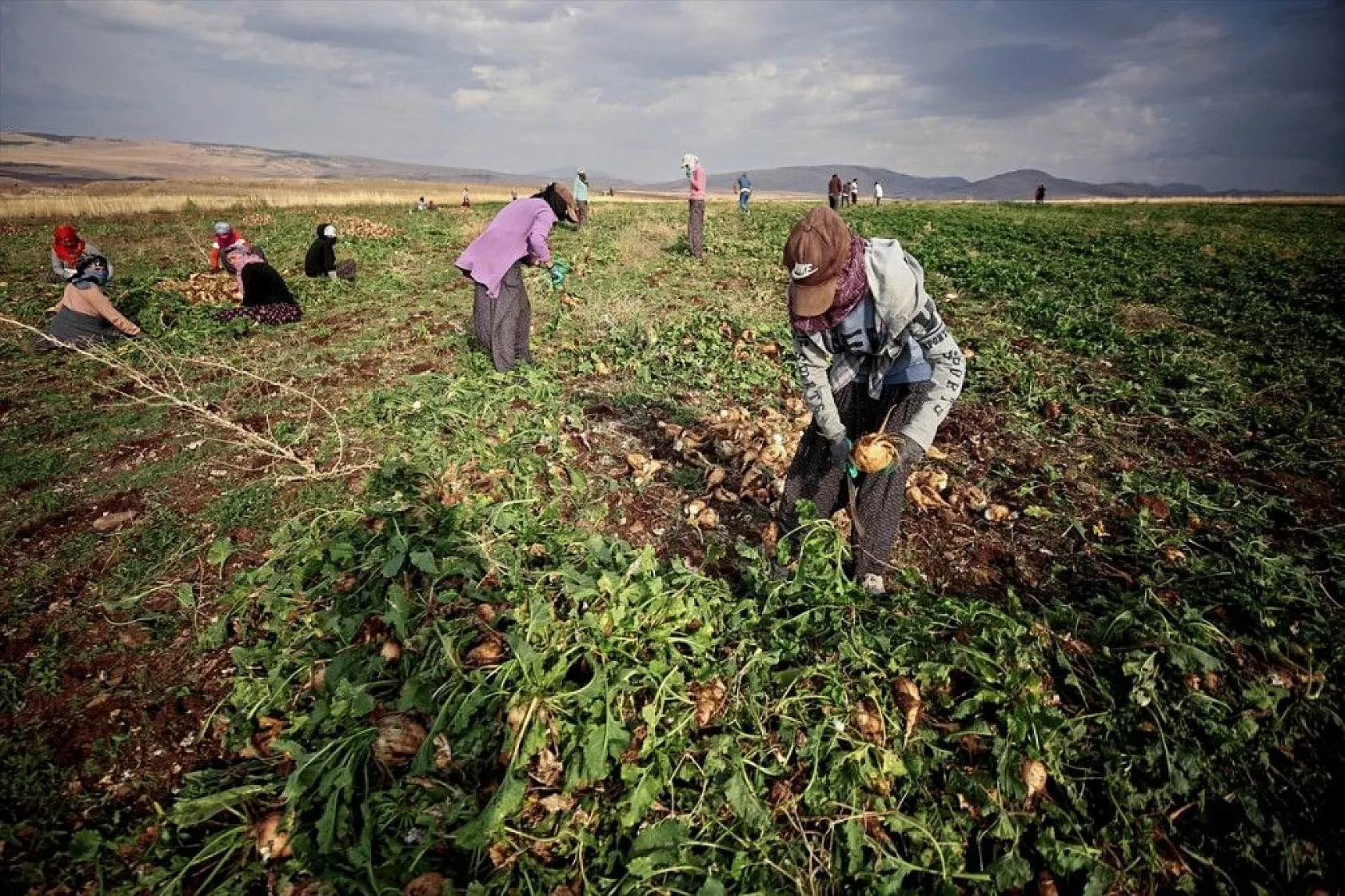 Elazığlı çiftçiler sulu tarımla ürün çeşitliliğini çoğalttı
