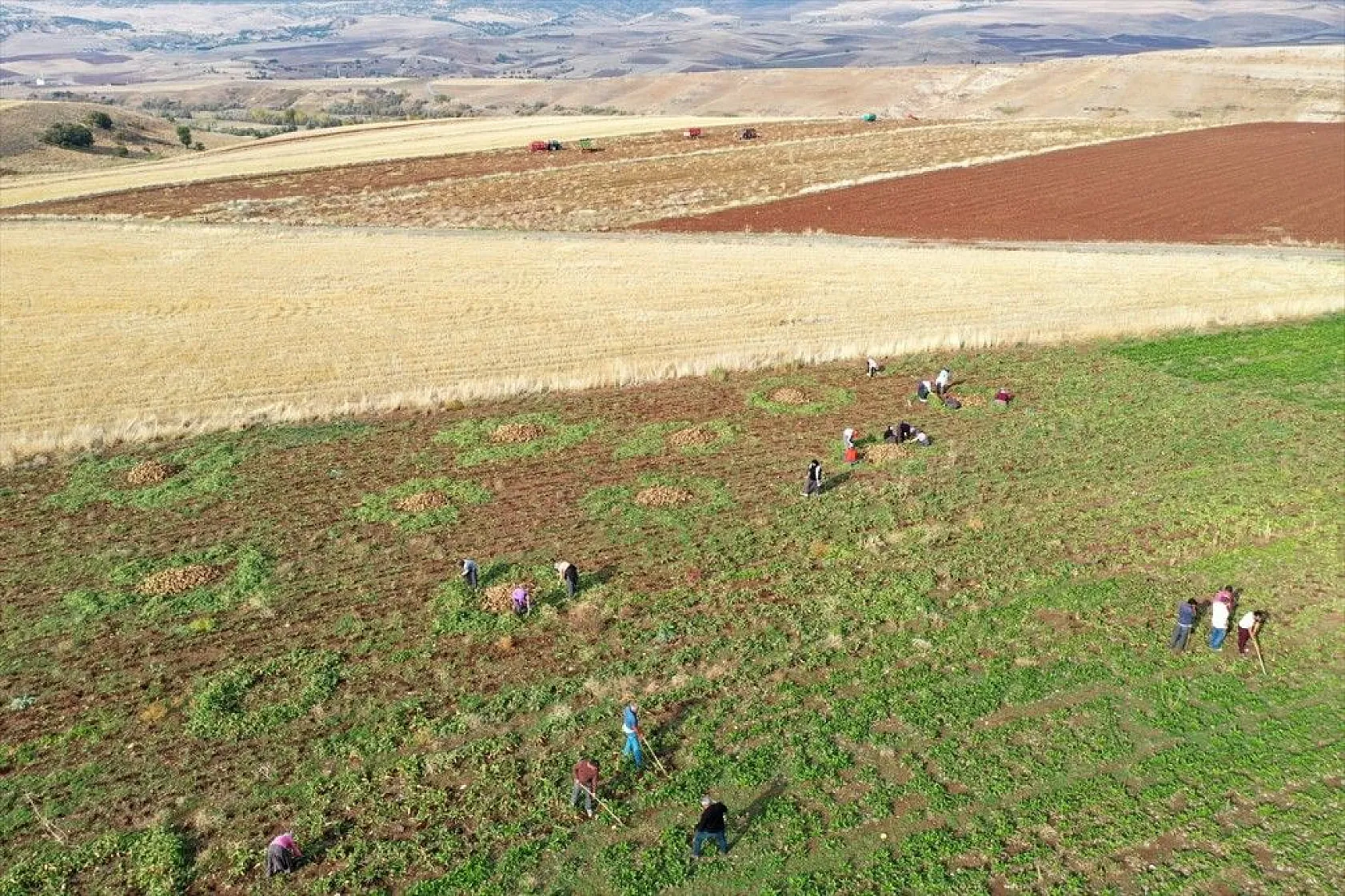 Elazığlı çiftçiler sulu tarımla ürün çeşitliliğini çoğalttı