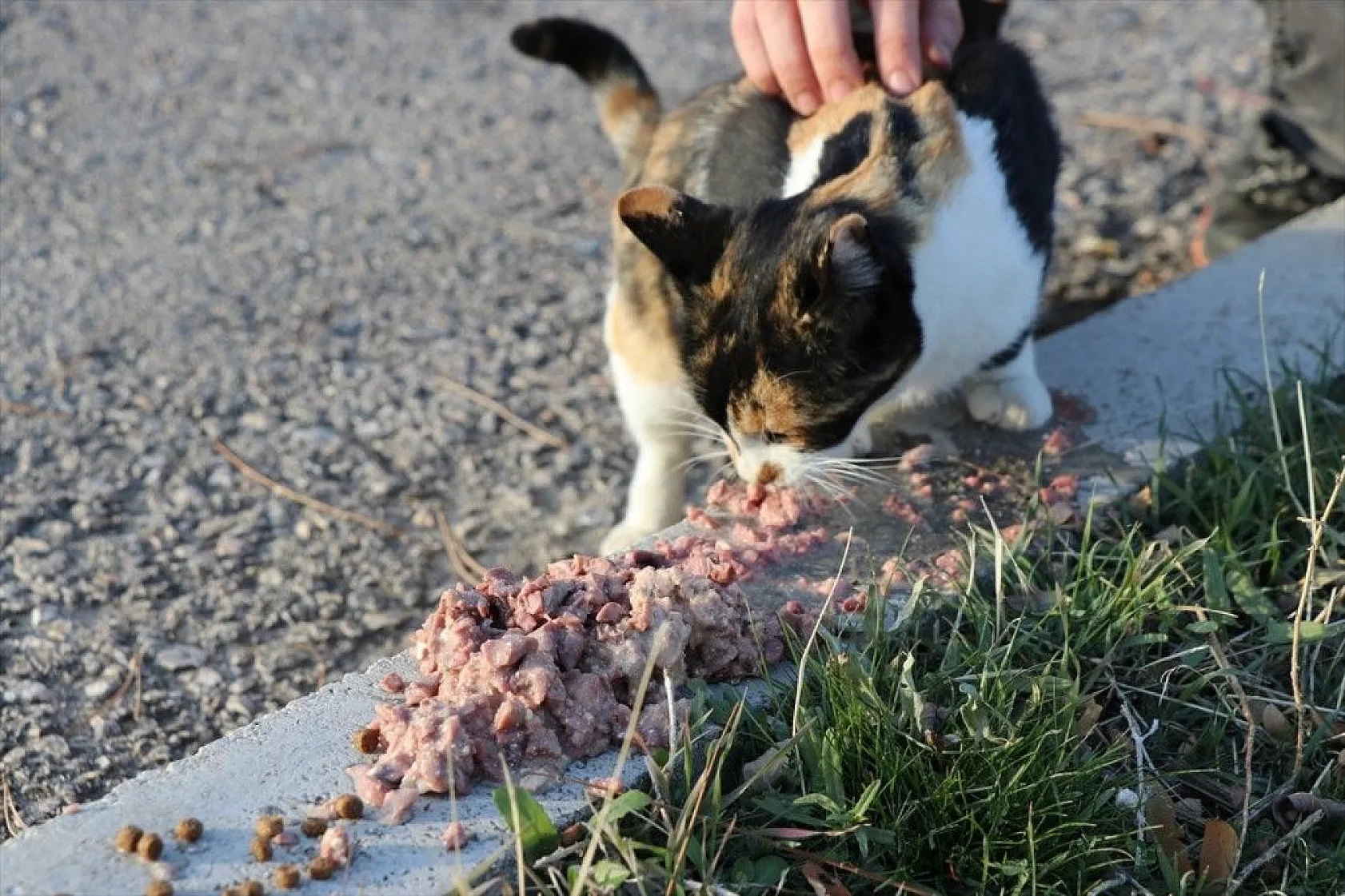 Üniversite öğrencileri sokak hayvanlarını unutmuyor