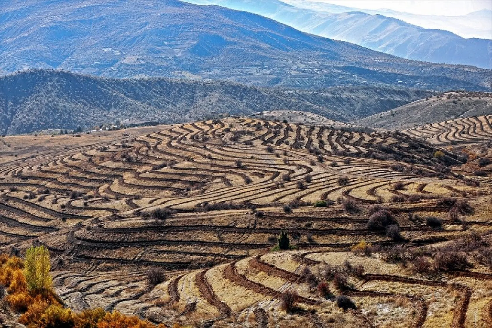 Doğu'da bozkıra dikilen milyonlarca fidan 'geleceğe nefes' olacak
