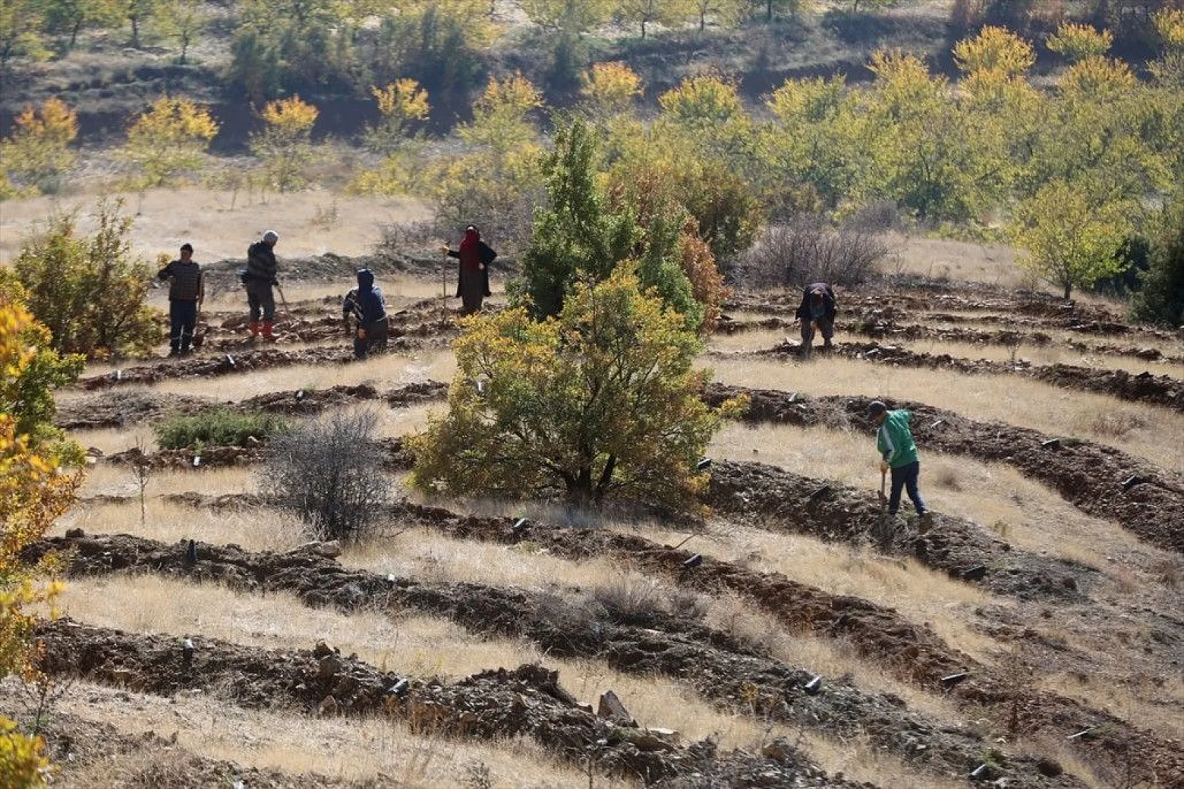 Doğu'da bozkıra dikilen milyonlarca fidan 'geleceğe nefes' olacak