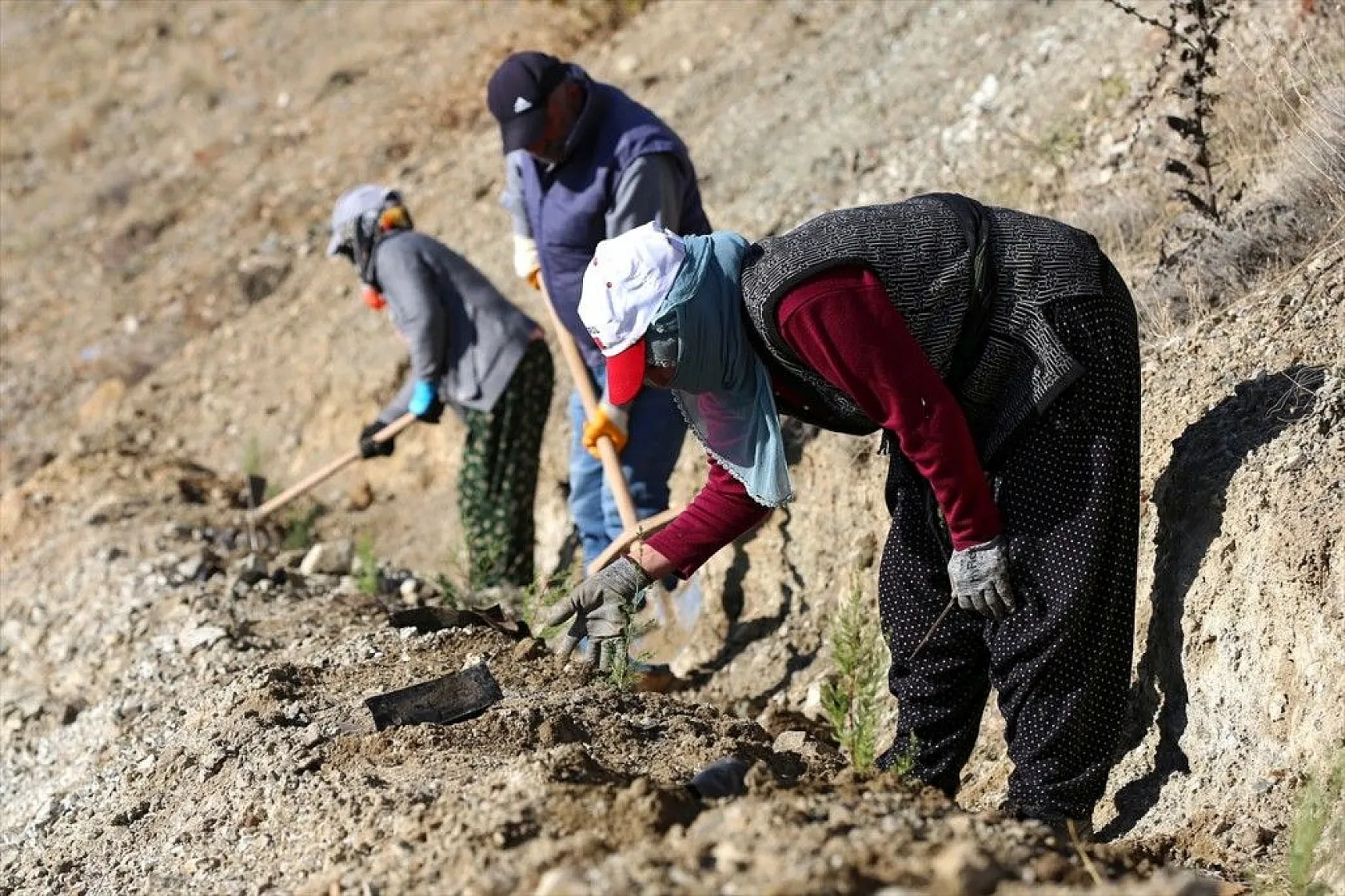 Doğu'da bozkıra dikilen milyonlarca fidan 'geleceğe nefes' olacak