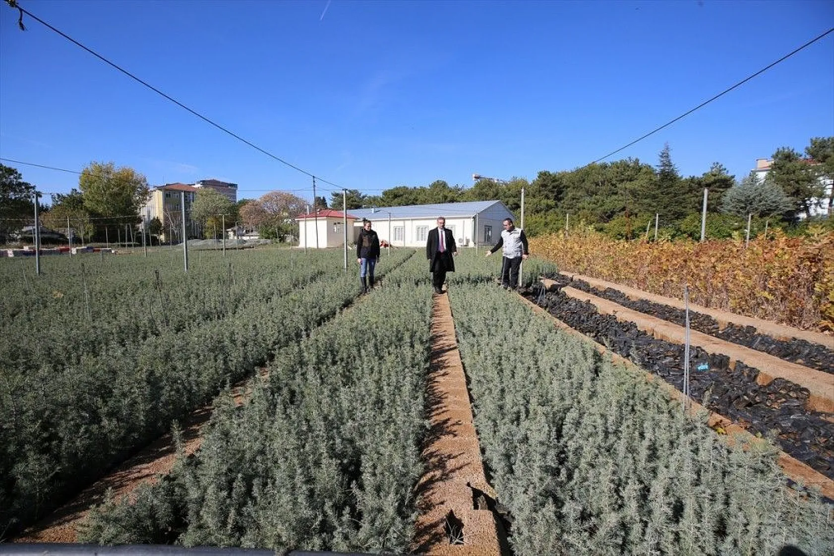Doğu'da bozkıra dikilen milyonlarca fidan 'geleceğe nefes' olacak