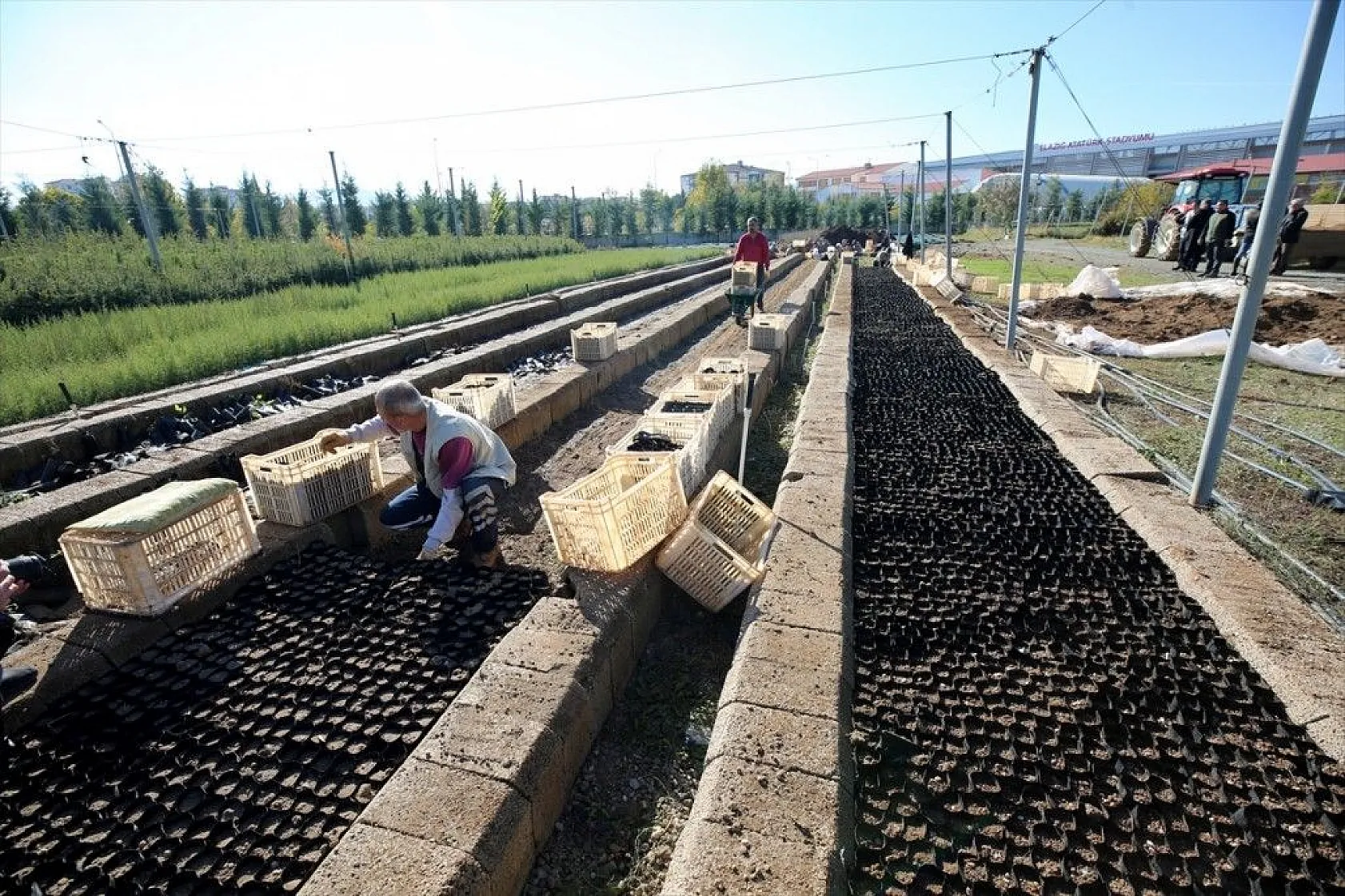 Doğu'da bozkıra dikilen milyonlarca fidan 'geleceğe nefes' olacak