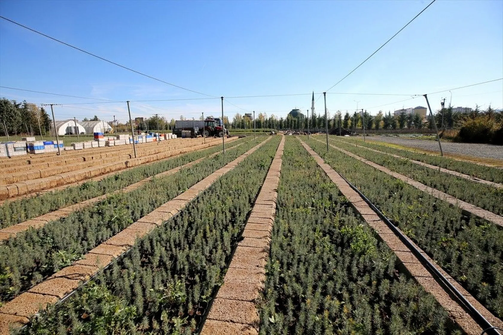 Doğu'da bozkıra dikilen milyonlarca fidan 'geleceğe nefes' olacak