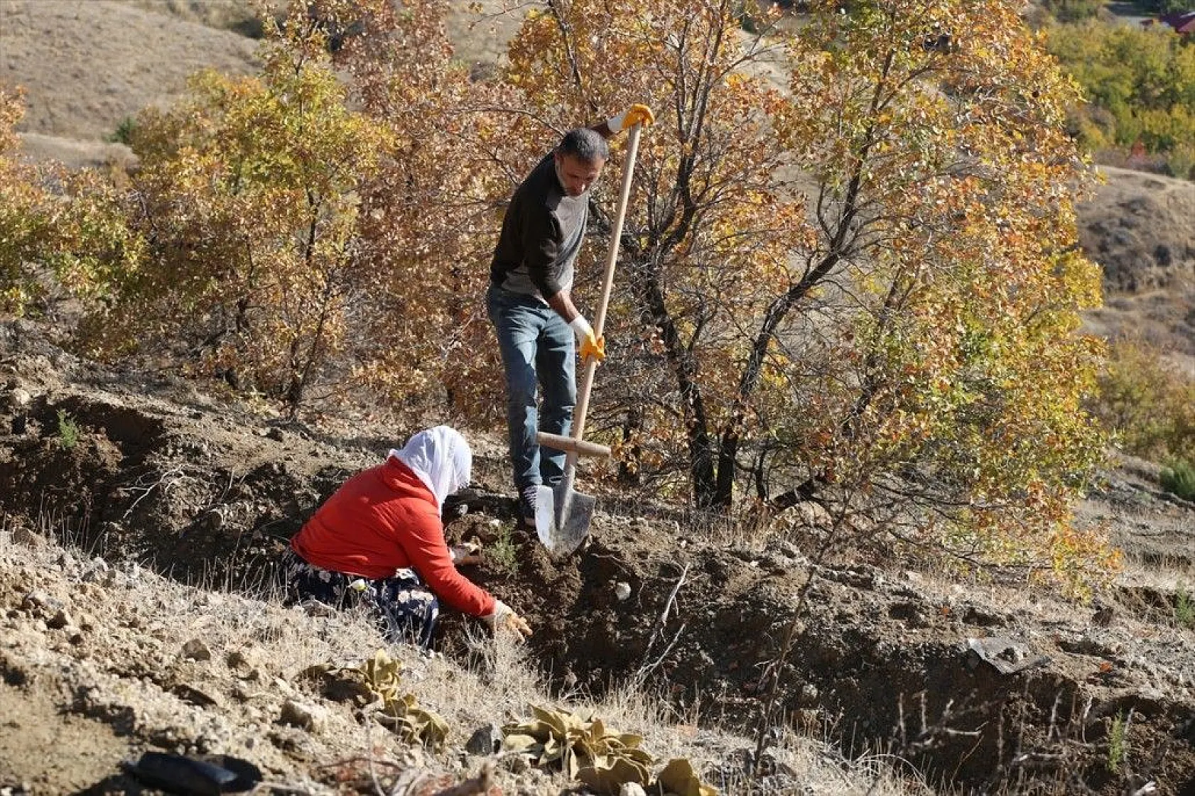 Doğu'da bozkıra dikilen milyonlarca fidan 'geleceğe nefes' olacak