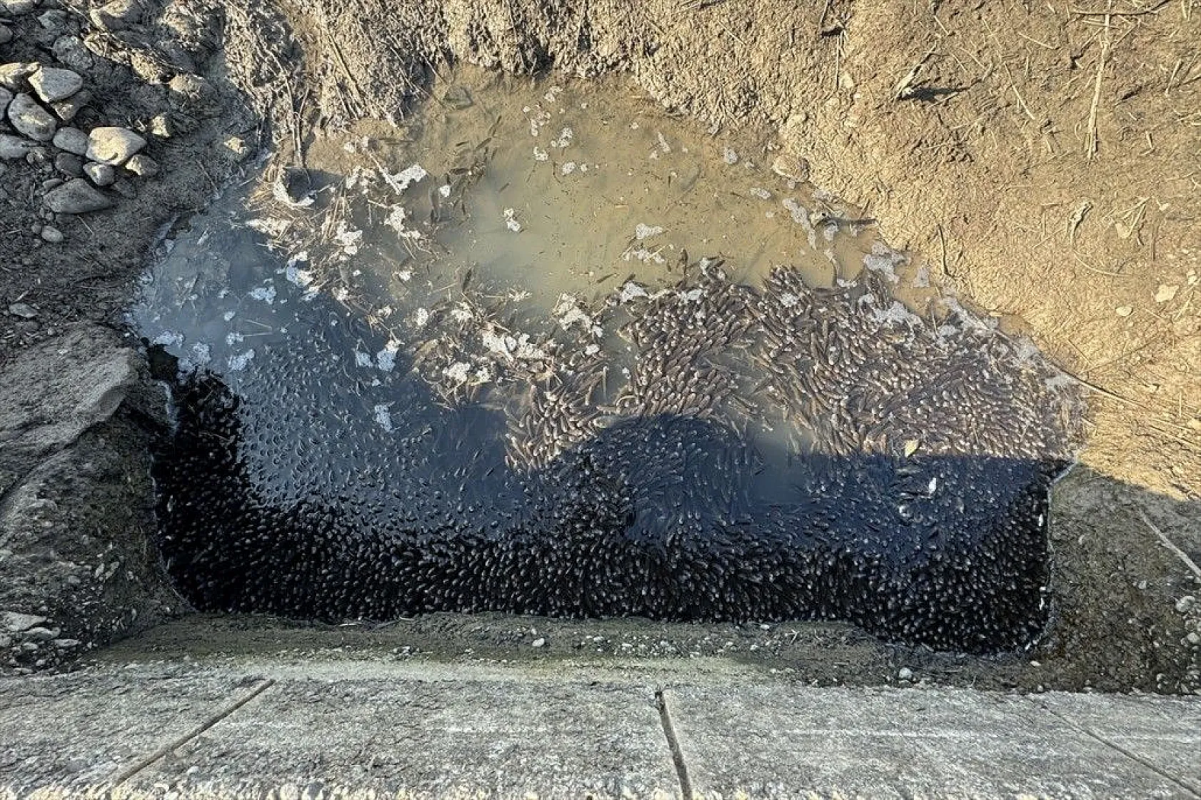 Elazığ'da sazan yavrularının yaşam savaşı