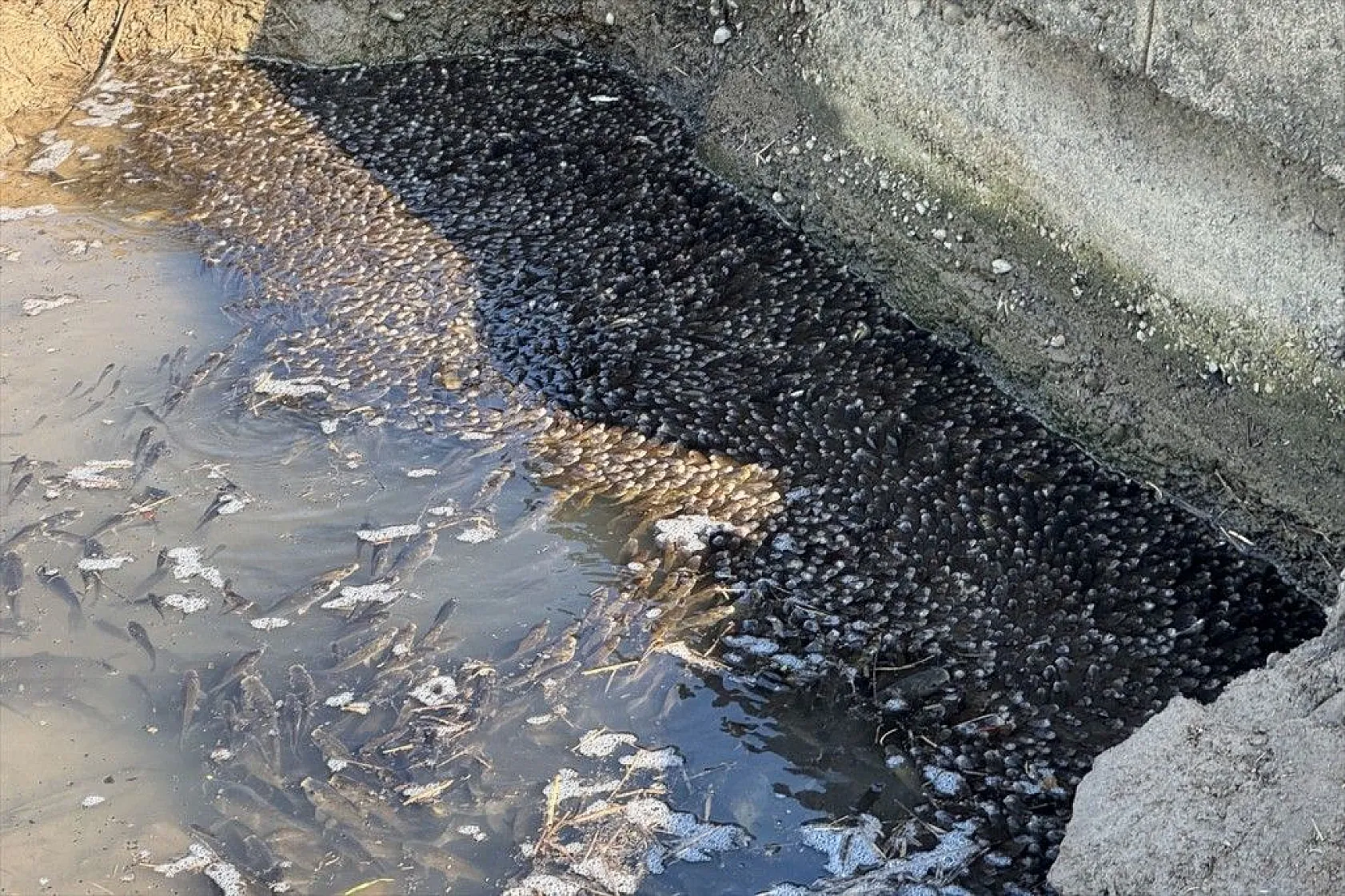 Elazığ'da sazan yavrularının yaşam savaşı