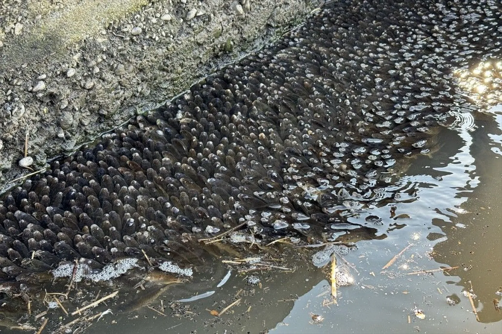 Elazığ'da sazan yavrularının yaşam savaşı