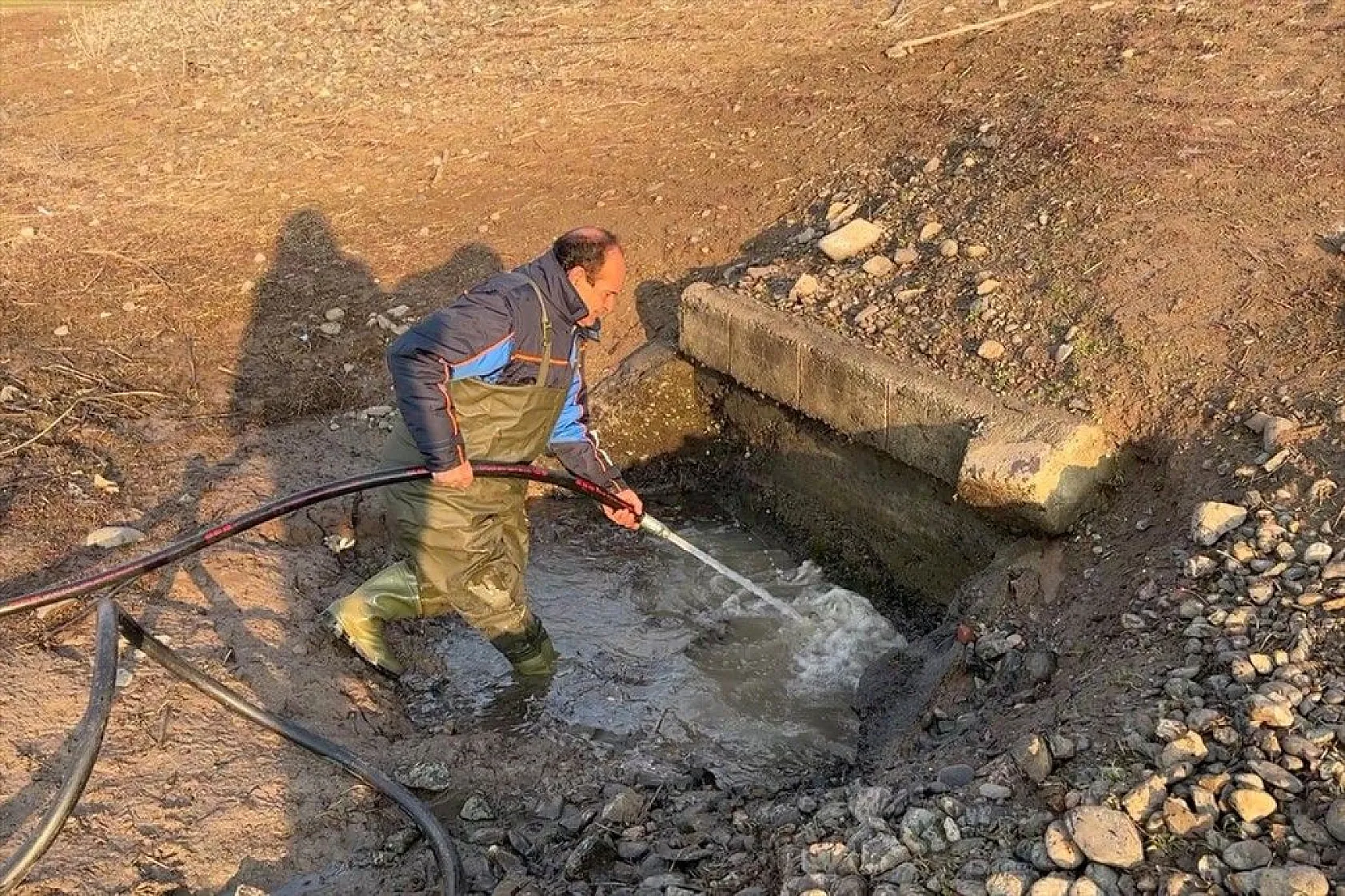 Elazığ'da sazan yavrularının yaşam savaşı
