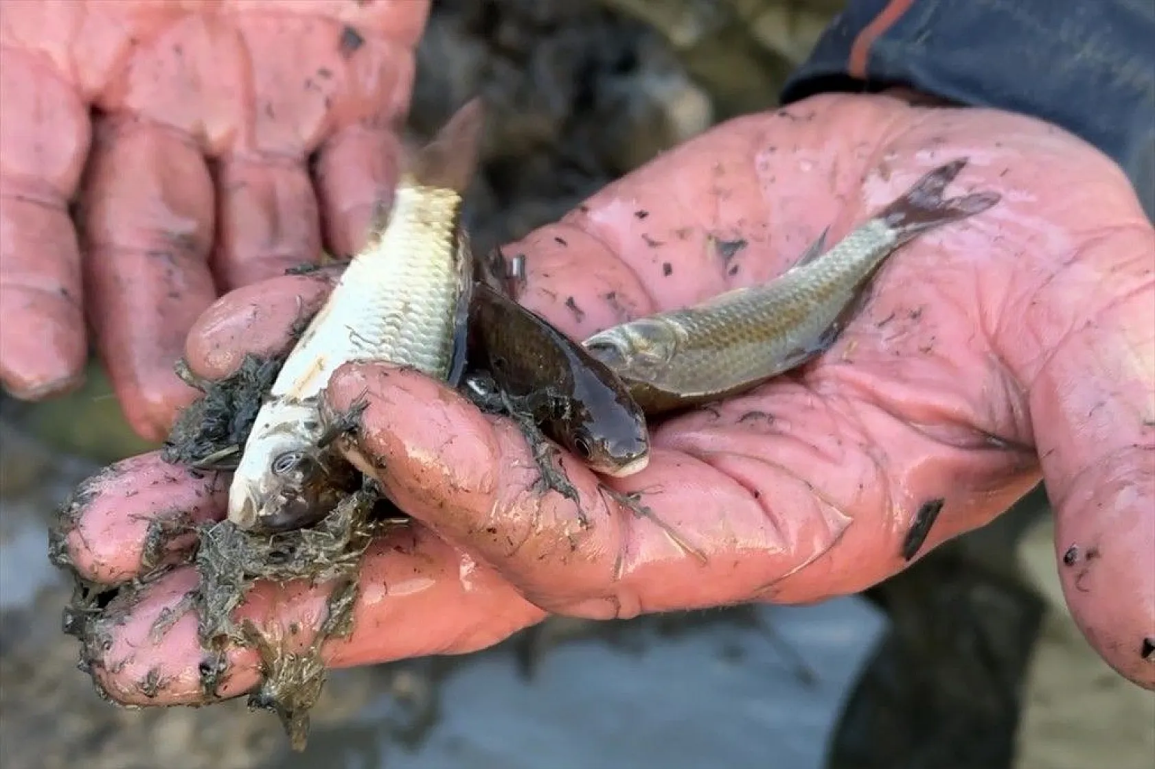 Elazığ'da sazan yavrularının yaşam savaşı