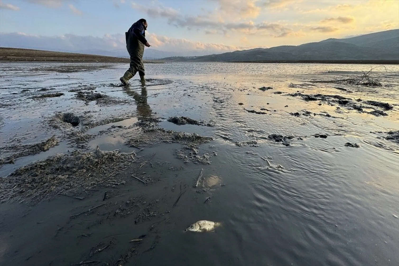 Elazığ'da sazan yavrularının yaşam savaşı