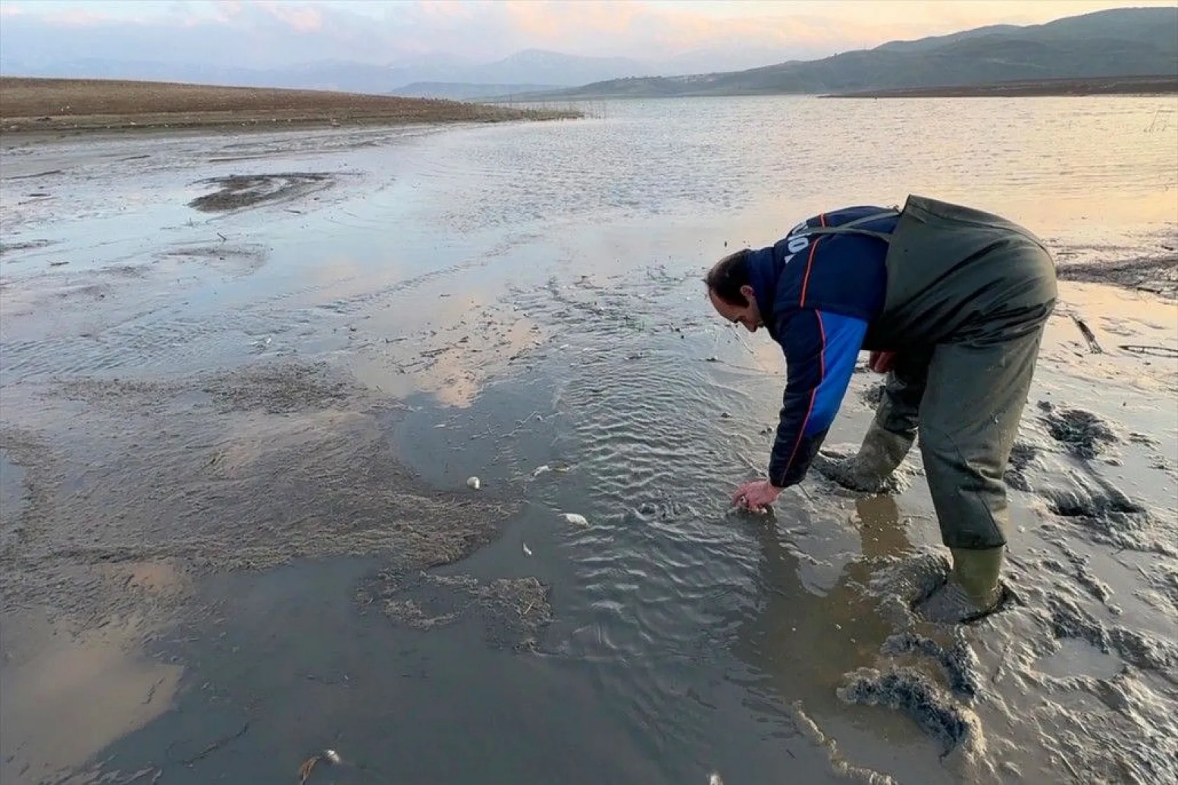Elazığ'da sazan yavrularının yaşam savaşı