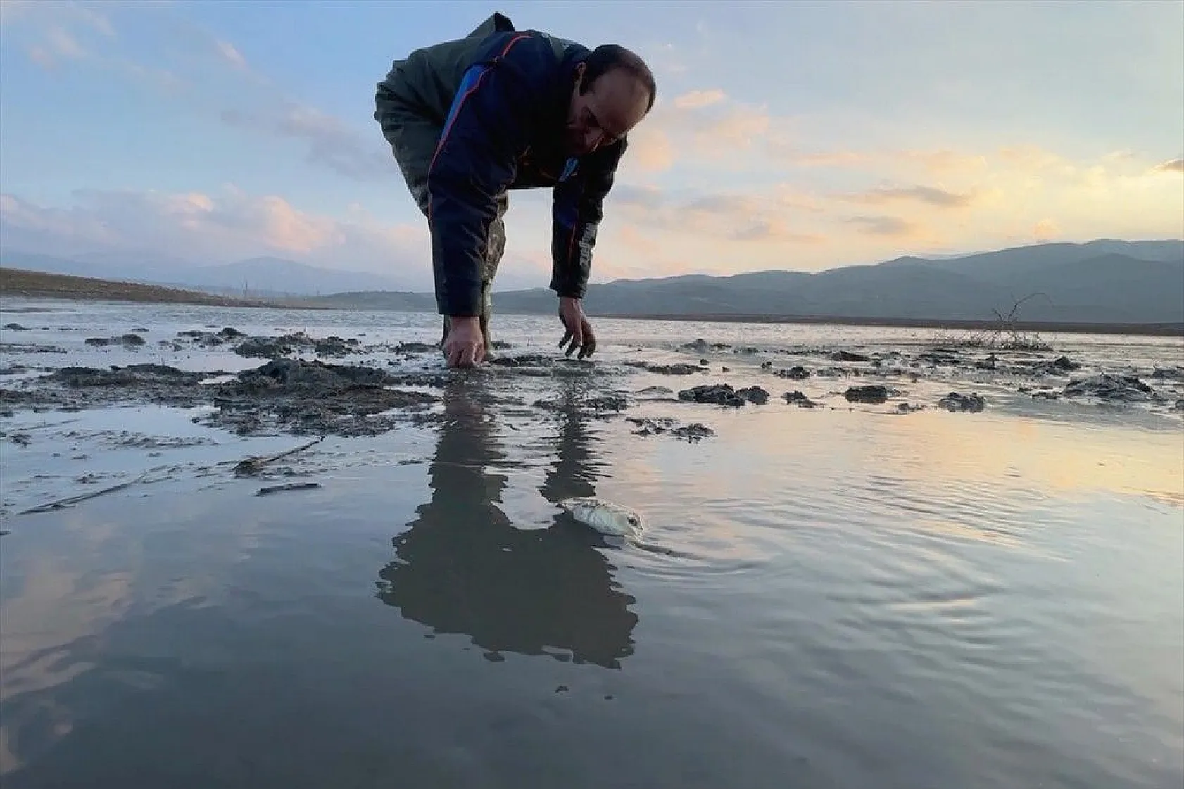 Elazığ'da sazan yavrularının yaşam savaşı