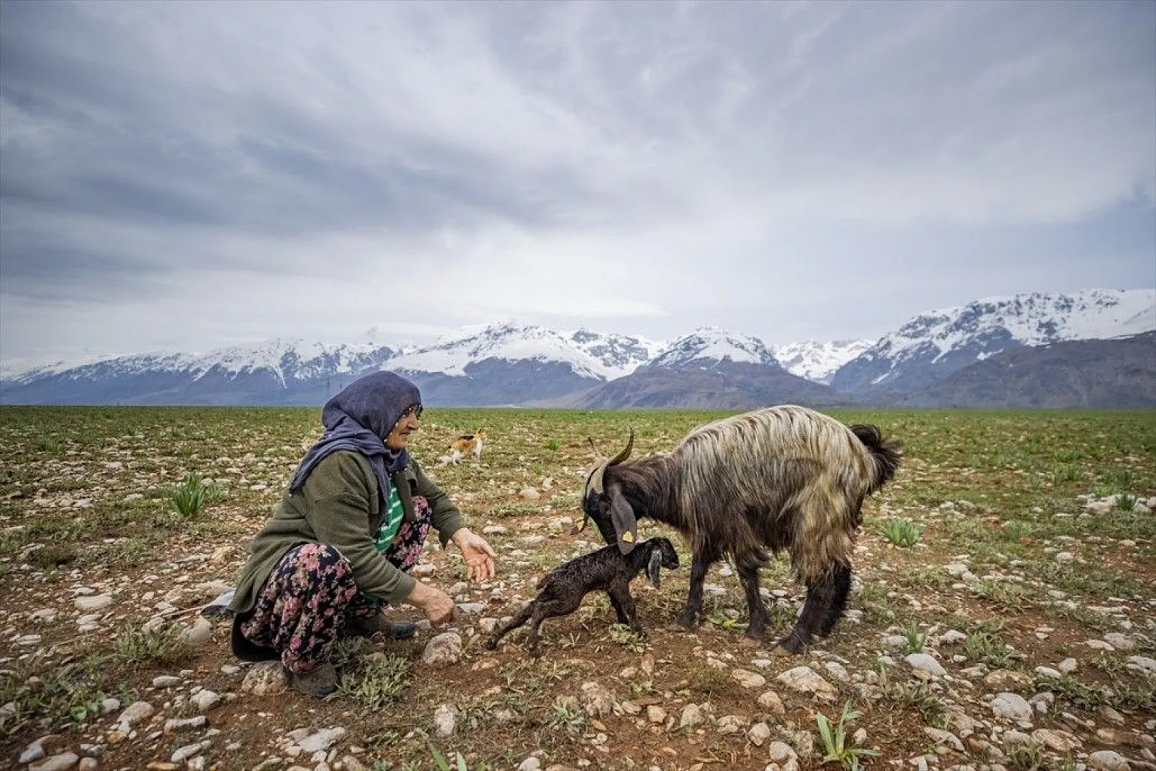 Köylüler 'baharın müjdecisi' oğlak ve kuzulara özenle bakıyor