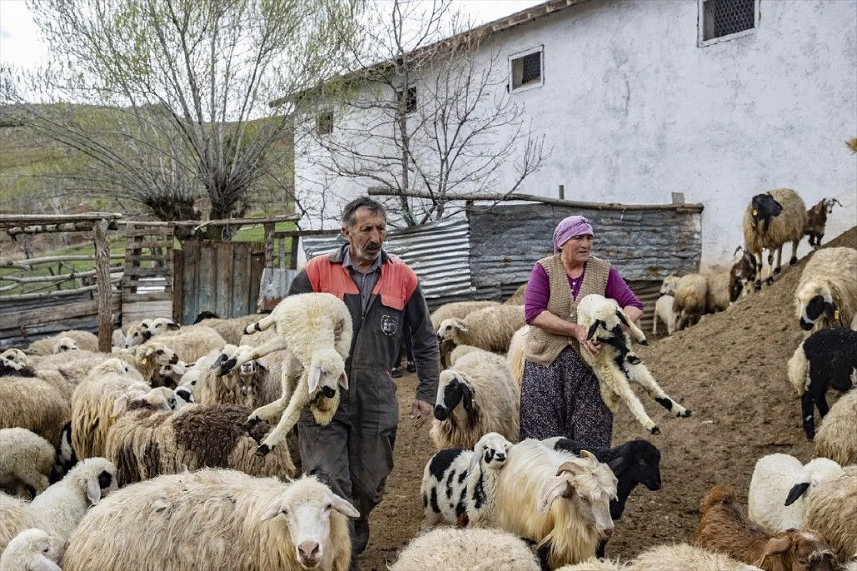 Köylüler 'baharın müjdecisi' oğlak ve kuzulara özenle bakıyor