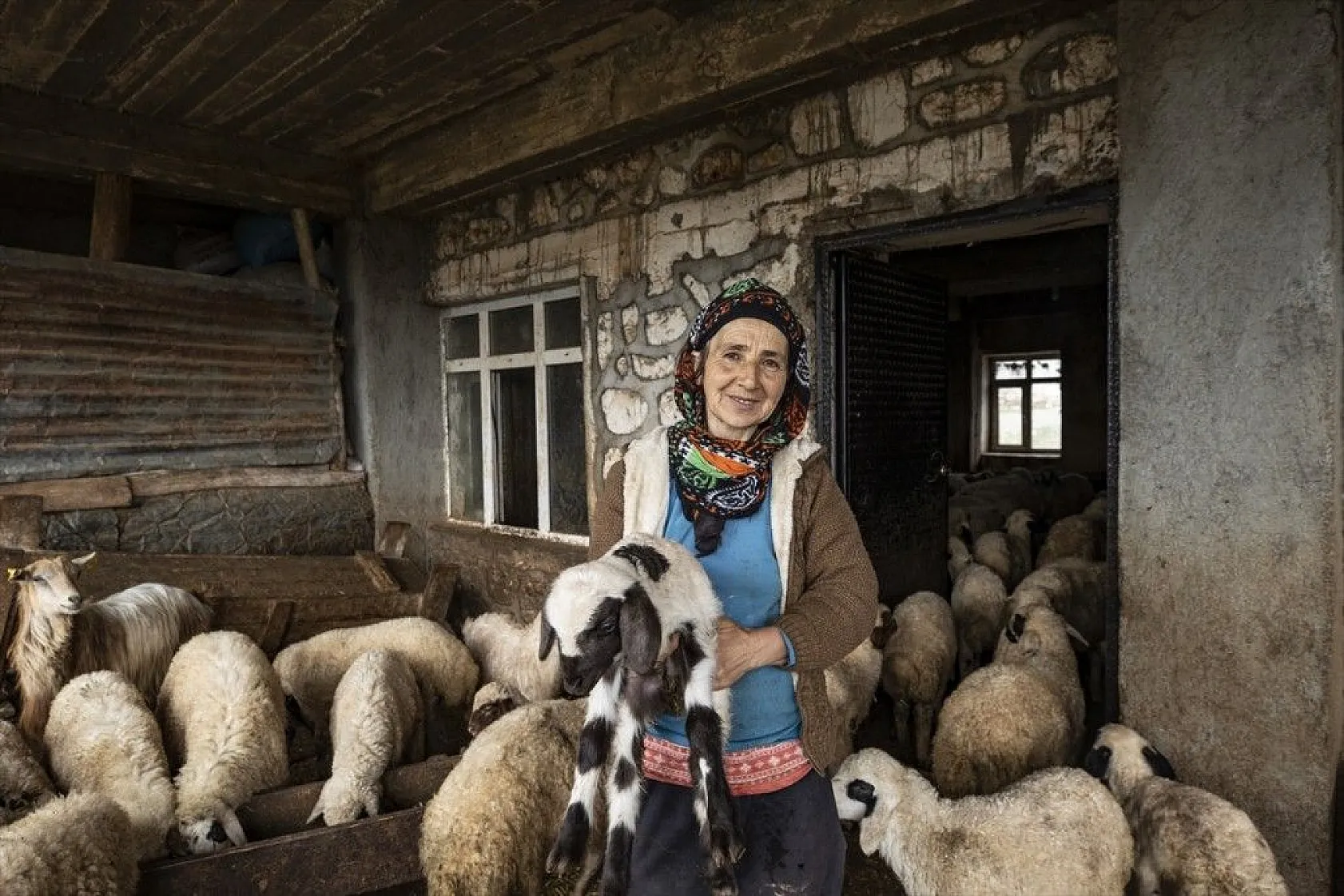 Köylüler 'baharın müjdecisi' oğlak ve kuzulara özenle bakıyor