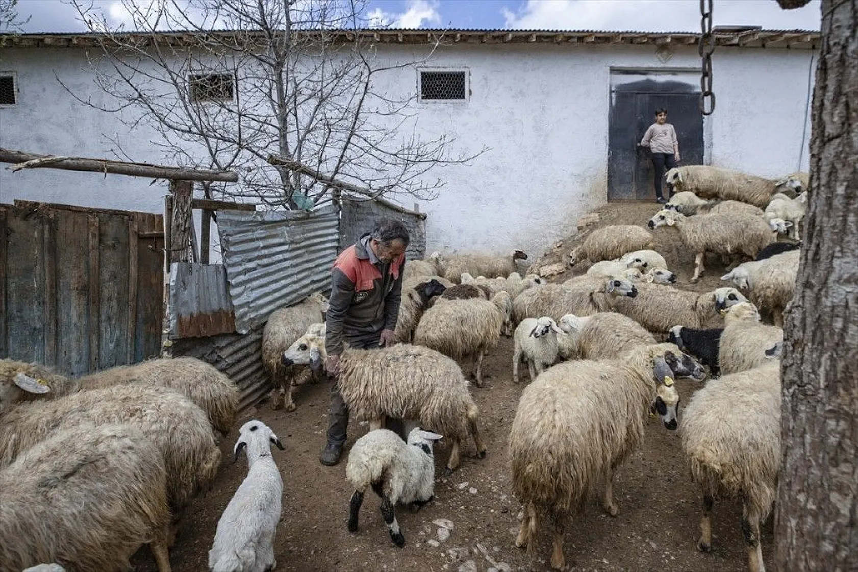 Köylüler 'baharın müjdecisi' oğlak ve kuzulara özenle bakıyor